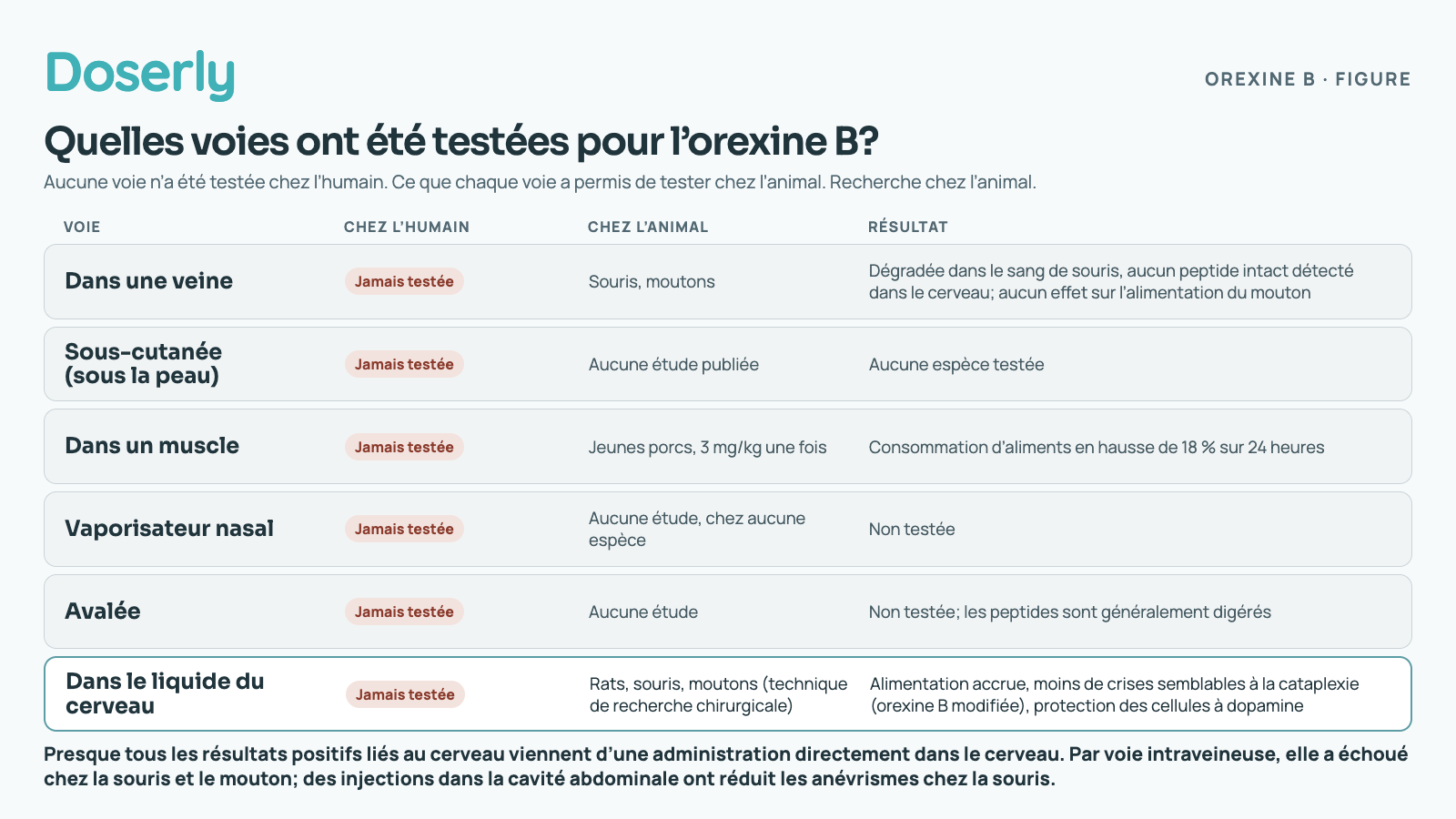 Six voies pour l’orexine B; aucune n’a été testée chez l’humain. Dans une veine : chez la souris, elle a été dégradée dans le sang et aucun peptide intact n’a été détecté dans le cerveau, et chez le mouton, elle n’a eu aucun effet sur l’alimentation. Voie sous-cutanée (sous la peau) : aucune étude publiée, chez aucune espèce. Dans un muscle : une étude chez de jeunes porcs, 3 mg par kg une fois, a augmenté de 18 % la consommation d’aliments sur 24 heures. Vaporisateur nasal : aucune étude, chez aucune espèce. Avalée : non testée; les peptides sont généralement digérés. Dans le liquide du cerveau, une technique de recherche chez le rat, la souris et le mouton : alimentation accrue, moins de crises semblables à la cataplexie (avec une orexine B modifiée) et protection des cellules à dopamine. Presque tous les résultats positifs liés au cerveau viennent d’une administration directement dans le cerveau. Par ailleurs, des injections quotidiennes dans la cavité abdominale ont réduit les anévrismes chez la souris, un effet sur les vaisseaux sanguins.