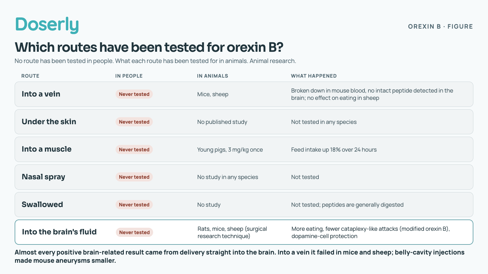 Six routes for orexin B; none has been tested in people. Into a vein: in mice it was broken down in blood and no intact peptide was detected in the brain, and in sheep it had no effect on eating. Under the skin: no published study in any species. Into a muscle: one study in young pigs, 3 mg per kg once, raised feed intake by 18% over 24 hours. Nasal spray: no study in any species. Swallowed: not tested; peptides are generally digested. Into the brain's fluid, a research technique in rats, mice and sheep: more eating, fewer cataplexy-like attacks (with a modified orexin B) and protection of dopamine cells. Almost every positive brain-related result came from delivery straight into the brain. Separately, daily injections into the belly cavity made mouse aneurysms smaller, a blood-vessel effect.