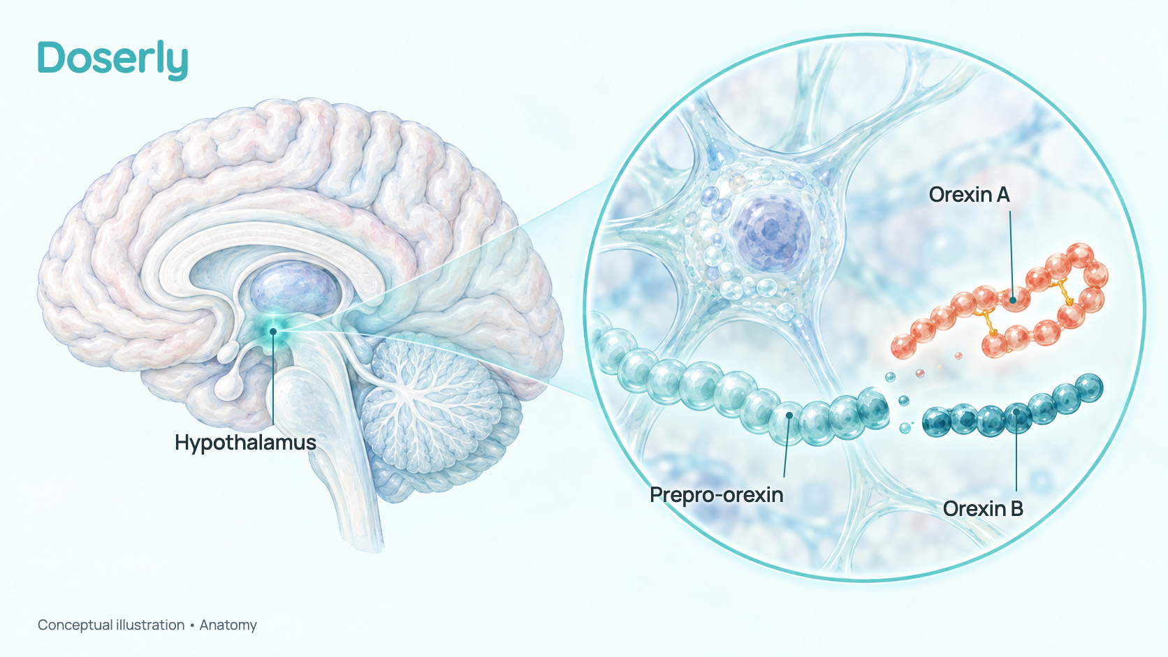 A side view of the human brain with the hypothalamus highlighted, and a magnified view of one orexin nerve cell in which a long parent protein, prepro-orexin, is cut into a longer folded piece labelled orexin A and a shorter straight piece labelled orexin B. Generated concept illustration, not microscopy.