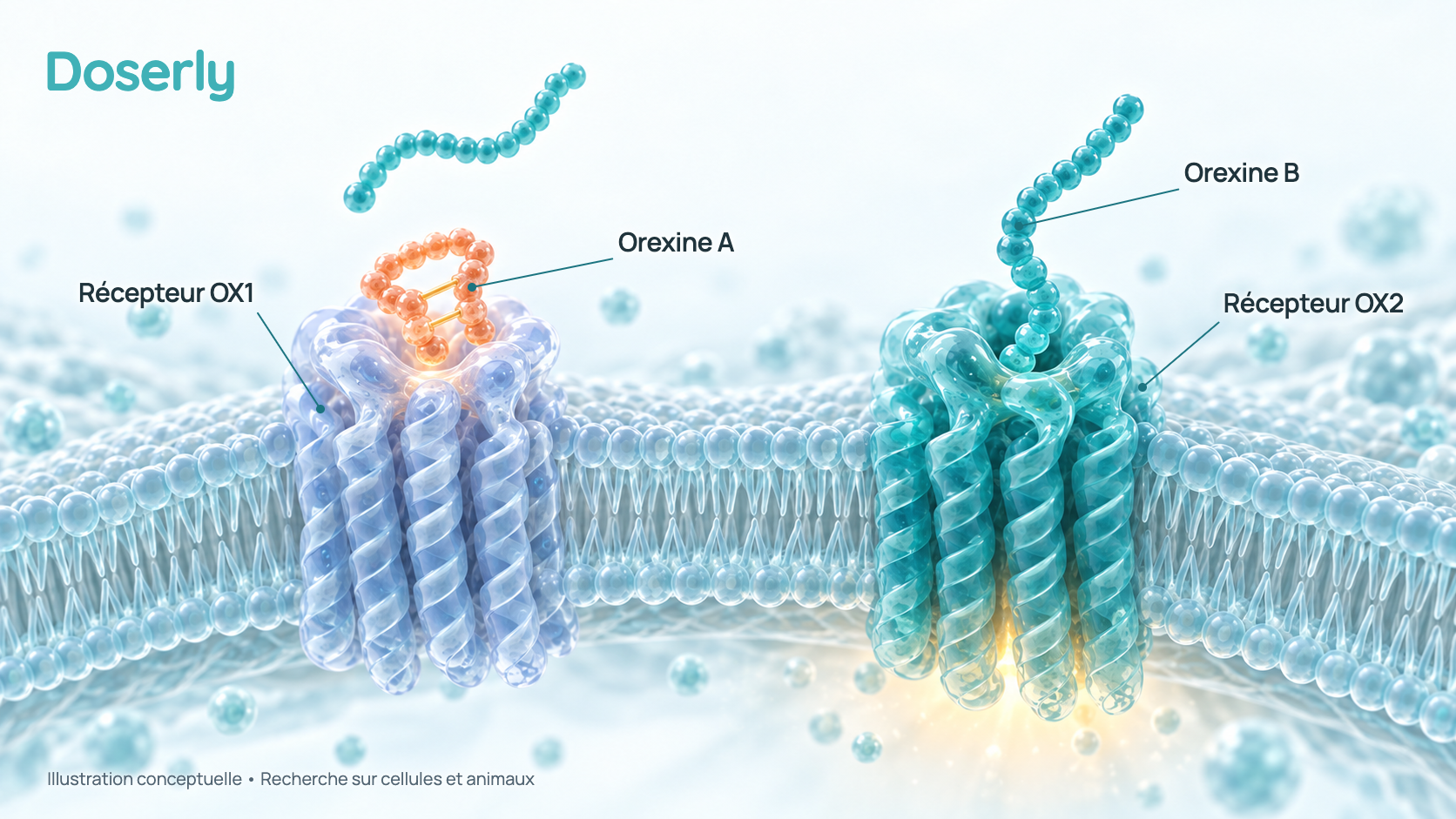 Surface d’une cellule nerveuse avec deux types de récepteurs, OX1 et OX2. Une chaîne d’orexine B est solidement arrimée au récepteur OX2, une deuxième chaîne d’orexine B flotte librement au-dessus du récepteur OX1 pour montrer une liaison faible à cet endroit, et une molécule d’orexine A est arrimée au récepteur OX1. Illustration conceptuelle générée, pas une image de microscopie.