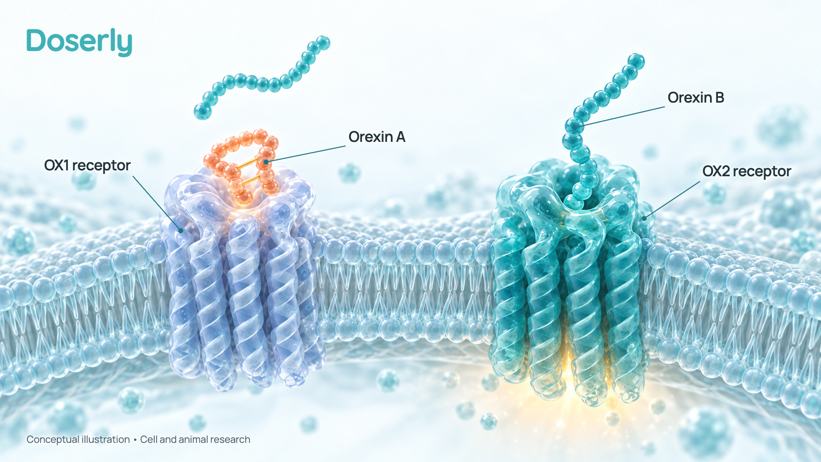 A nerve-cell surface with two receptor types, OX1 and OX2. An orexin B chain is docked firmly in the OX2 receptor, a second orexin B chain hovers loosely above the OX1 receptor to show weak binding there, and an orexin A molecule is docked in OX1. Generated concept illustration, not microscopy.