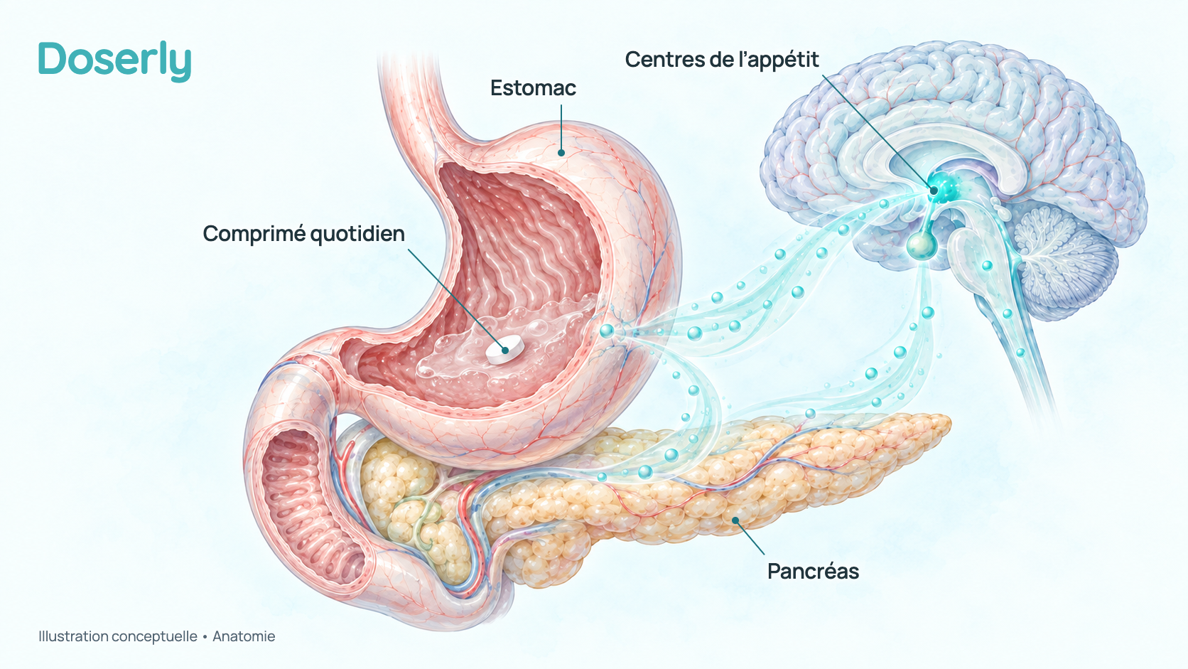 Illustration conceptuelle d’un comprimé dans le tube digestif, de la circulation sanguine, du pancréas, de l’estomac et des centres de l’appétit du cerveau, les endroits où agissent les signaux du GLP-1. Elle montre l’anatomie, pas un effet mesuré du médicament.