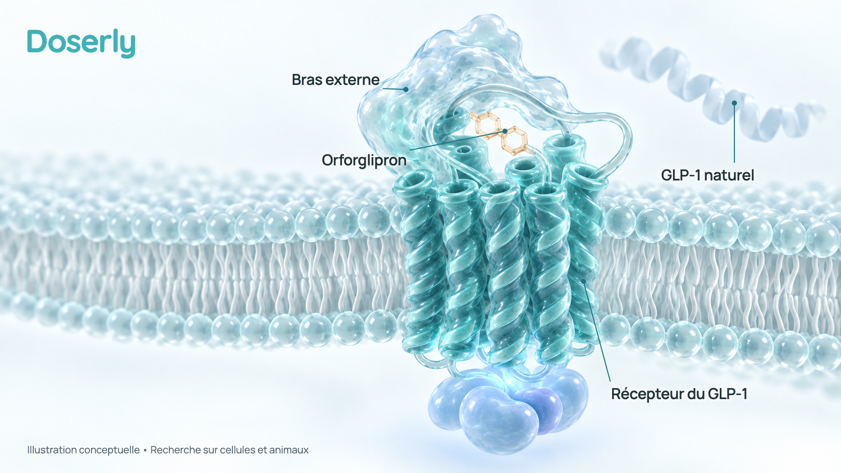 Illustration conceptuelle d’un récepteur du GLP-1 dans une membrane cellulaire, avec une petite molécule d’orforglipron logée dans une poche près du sommet du récepteur, à côté du bras externe où l’hormone naturelle se fixe. C’est un schéma simplifié, et non un modèle moléculaire.
