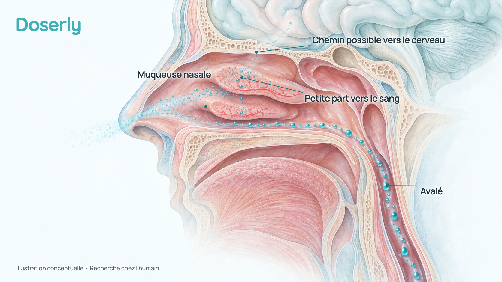 Coupe conceptuelle de la tête montrant un vaporisateur nasal qui se dépose sur la muqueuse du nez, une petite part qui entre dans de minuscules vaisseaux sanguins, un faible chemin possible en pointillé vers le cerveau et des gouttelettes qui coulent dans la gorge pour être avalées. C’est un schéma simplifié, pas une distribution mesurée.