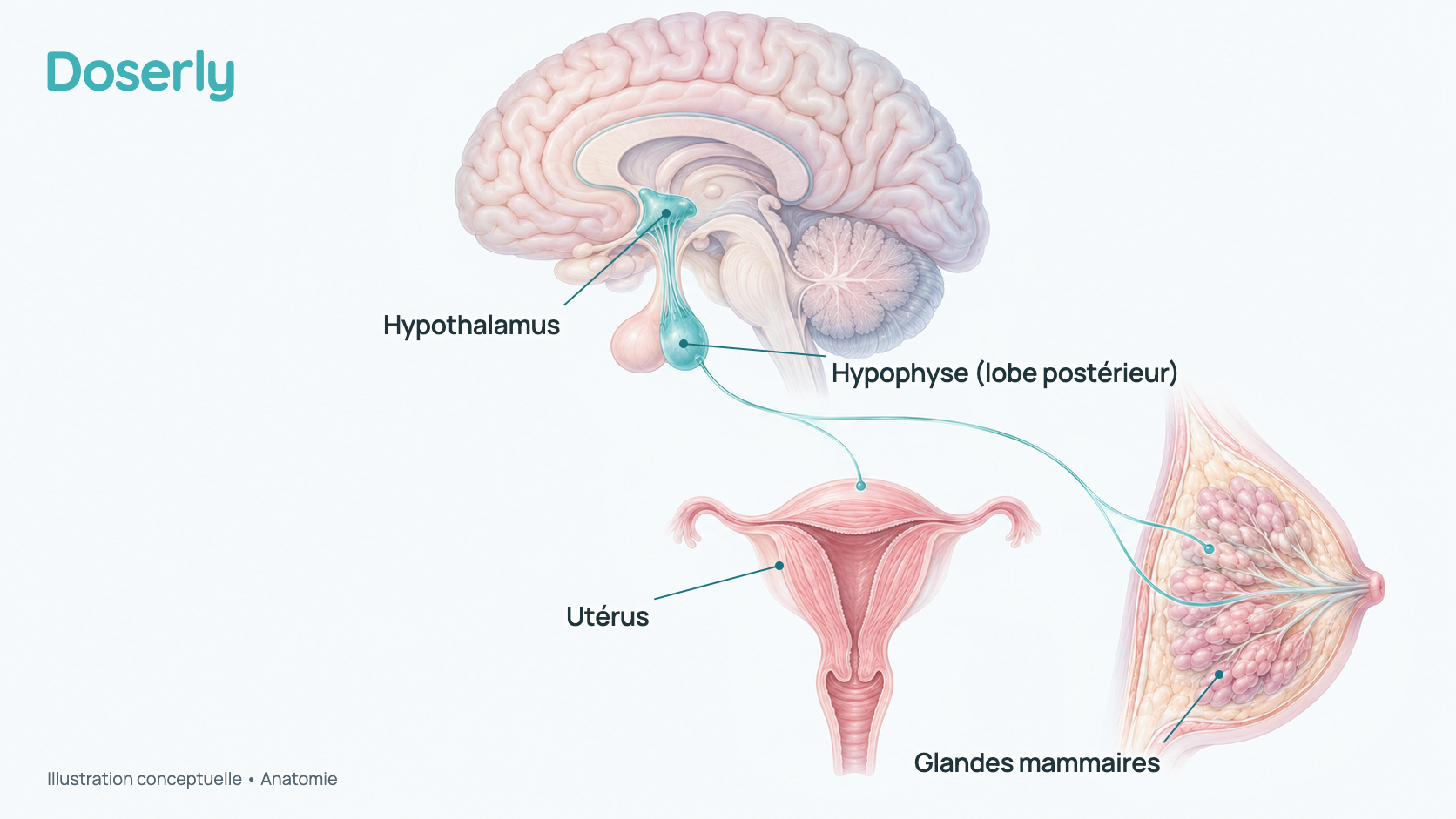 Illustration conceptuelle de l’ocytocine fabriquée dans l’hypothalamus, à la base du cerveau, et libérée dans le sang à partir de la partie arrière de l’hypophyse; un vaisseau sanguin la transporte jusqu’à l’utérus et jusqu’aux glandes mammaires du sein. Elle montre l’anatomie, pas un effet mesuré d’un médicament.