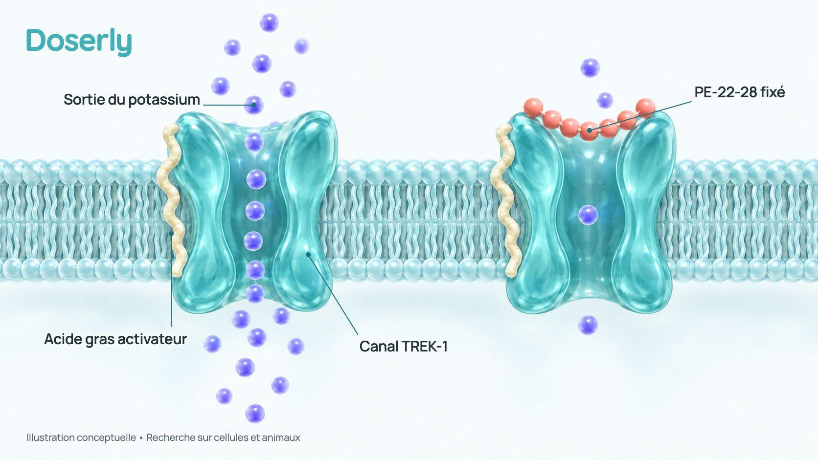 Une membrane de cellule nerveuse avec un canal potassique TREK-1 ouvert, qui laisse fuir du potassium, à gauche, et le même canal avec un court peptide fixé et moins de potassium qui passe, à droite. C’est un modèle conceptuel tiré d’expériences sur cellules, pas l’image d’un effet mesuré chez l’humain.
