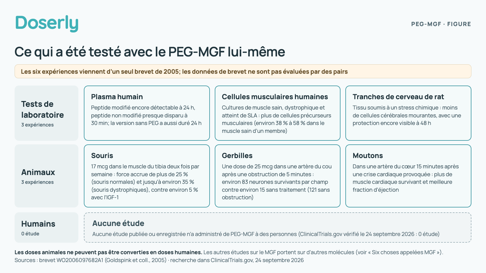 Une échelle des niveaux de données probantes pour le PEG-MGF lui-même. Tests de laboratoire : dans du plasma humain à la température du corps, le peptide modifié était encore détectable à 24 h, alors qu’il restait peu de peptide non modifié après 30 minutes, et la version sans PEG a aussi duré 24 h; dans des cultures de cellules musculaires humaines saines, dystrophiques et atteintes de SLA, il a augmenté la proportion de cellules précurseurs musculaires (environ 38 % à 58 % dans le muscle sain d’un membre); dans des tranches de cerveau de rat soumises à un stress chimique, moins de cellules cérébrales sont mortes, avec une protection encore visible à 48 h. Animaux : chez la souris, 17 mcg dans le muscle du tibia deux fois par semaine ont augmenté la force de plus de 25 % chez les souris normales et jusqu’à environ 35 % chez les souris dystrophiques, contre environ 5 % avec l’IGF-1; chez la gerbille, une dose de 25 mcg dans une artère du cou après une obstruction de 5 minutes a laissé environ 83 neurones survivants par champ, contre environ 15 sans traitement et 121 sans obstruction; chez le mouton, une injection dans une artère du cœur 15 minutes après une crise cardiaque provoquée a préservé plus de muscle cardiaque et amélioré la fraction d’éjection. Humains : aucune étude; ClinicalTrials.gov, vérifié le 24 septembre 2026, n’en répertorie aucune. Les six expériences viennent d’un seul brevet de 2005 et ne sont pas évaluées par des pairs.