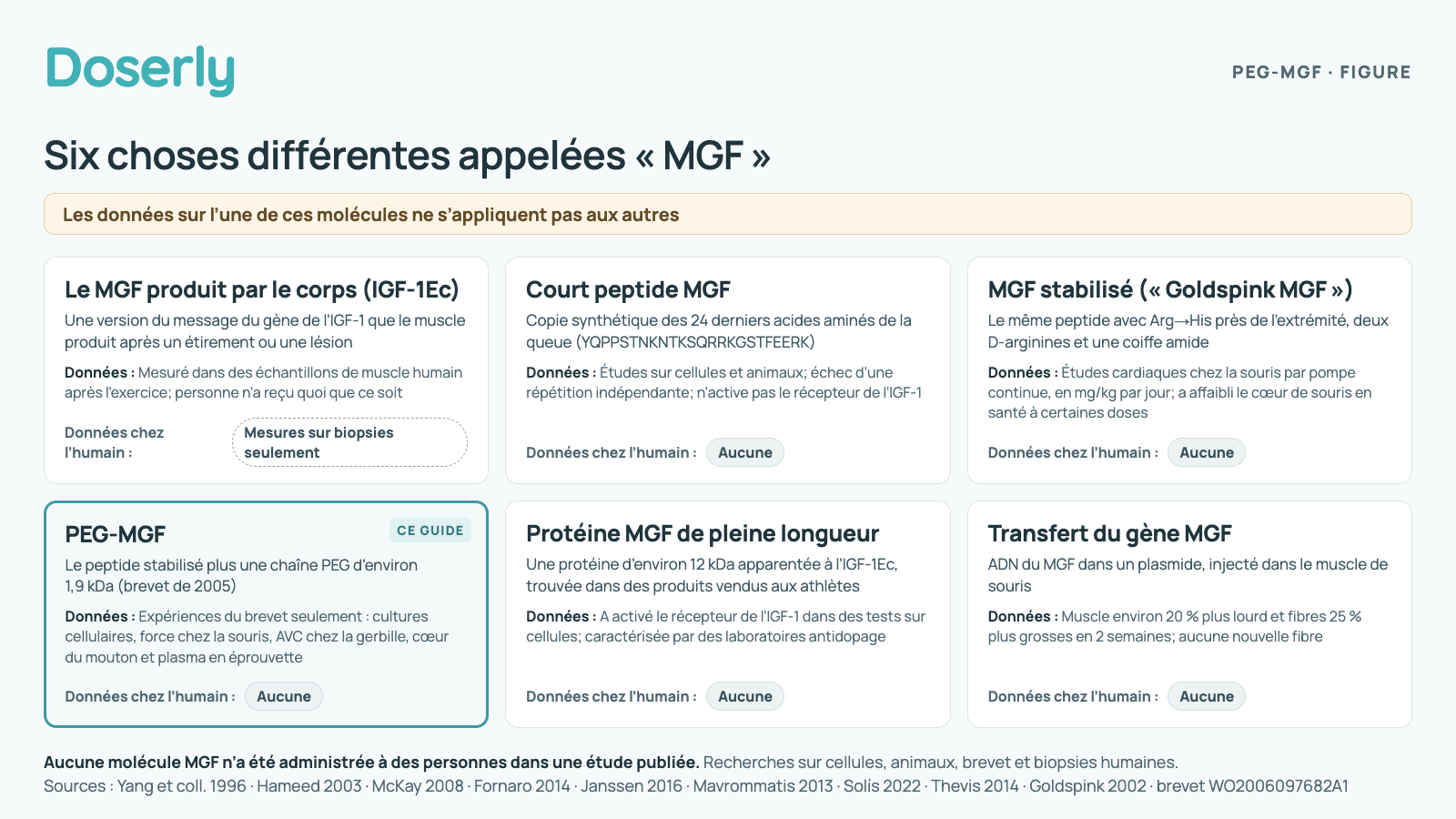Six cartes comparant six choses différentes appelées MGF. Le MGF produit par le corps (IGF-1Ec), une version du message du gène de l’IGF-1 que le muscle produit après un étirement ou une lésion, a été mesuré dans des échantillons de muscle humain après l’exercice; personne n’a reçu quoi que ce soit. Le court peptide MGF, copie synthétique des 24 derniers acides aminés de la queue, a fait l’objet d’études sur cellules et animaux, a échoué à une répétition indépendante et n’a pas activé le récepteur de l’IGF-1. Le MGF stabilisé, le même peptide avec une arginine remplacée par une histidine, deux D-arginines et une coiffe amide, a été testé dans des études cardiaques chez la souris par pompe continue et a affaibli le cœur de souris en santé à certaines doses. Le PEG-MGF, le peptide stabilisé plus une chaîne PEG d’environ 1,9 kDa, issu d’un brevet de 2005, n’a fait l’objet que d’expériences du brevet : cultures cellulaires, force chez la souris, AVC chez la gerbille, cœur du mouton et plasma en éprouvette. La protéine MGF de pleine longueur, d’environ 12 kDa, a activé le récepteur de l’IGF-1 dans des tests sur cellules et a été caractérisée par des laboratoires antidopage. Le transfert du gène MGF, de l’ADN injecté dans le muscle de souris, a rendu le muscle environ 20 % plus lourd, avec des fibres 25 % plus grosses en 2 semaines et aucune nouvelle fibre. Aucune de ces molécules n’a été administrée à des personnes dans une étude publiée.