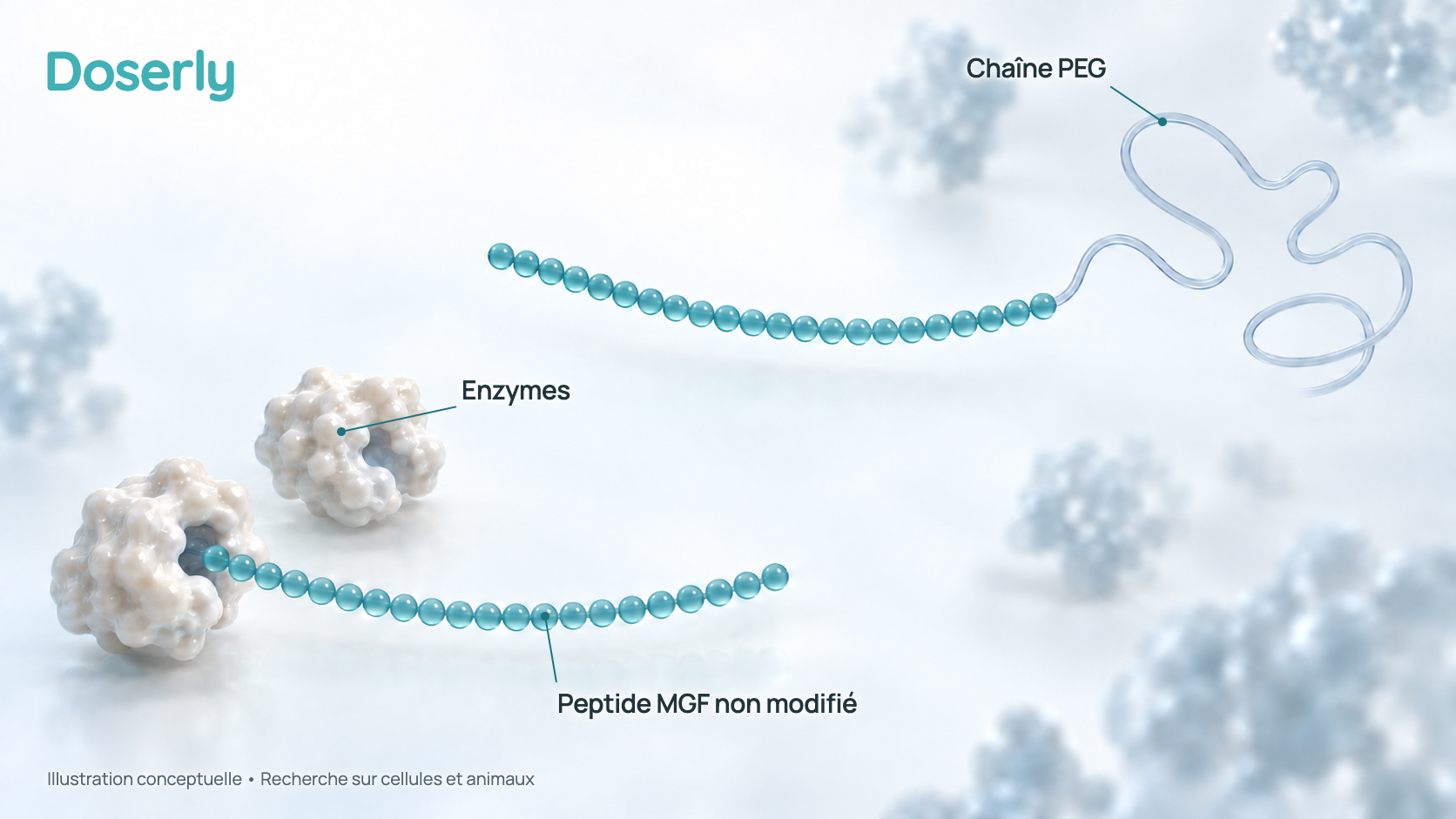 Illustration conceptuelle vitreuse d’un court peptide auquel une petite chaîne polymère (PEG) est fixée à une extrémité, à côté d’une copie non modifiée du peptide vers laquelle s’approchent des enzymes du plasma sanguin. C’est un schéma, pas une donnée mesurée; il ne montre pas combien de temps le PEG-MGF dure dans l’organisme.