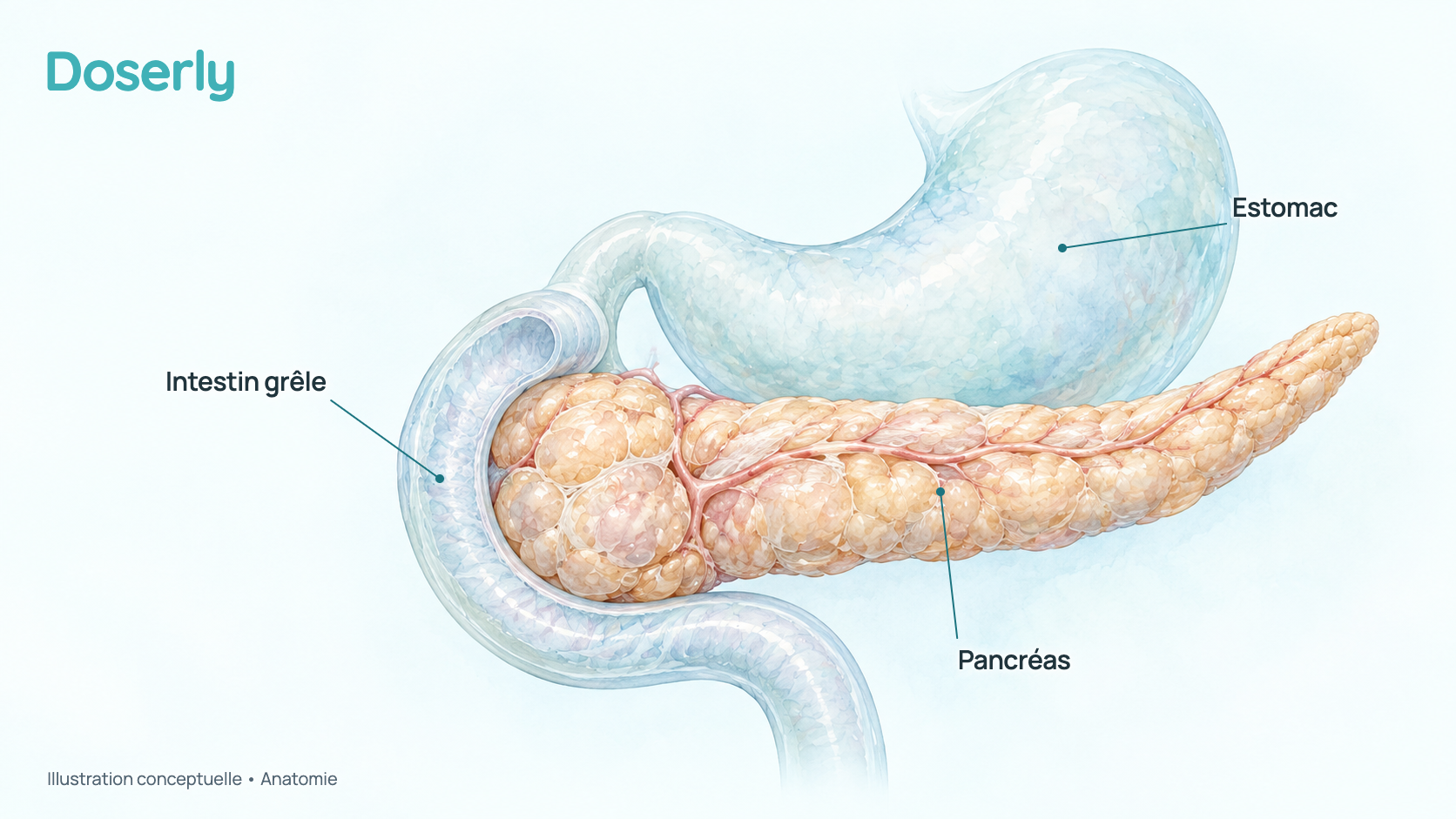 Illustration conceptuelle à l’aquarelle de l’estomac, du pancréas situé sous celui-ci et de la première partie de l’intestin grêle qui entoure la tête du pancréas. Elle montre seulement l’anatomie, pas un effet du pétrélintide.