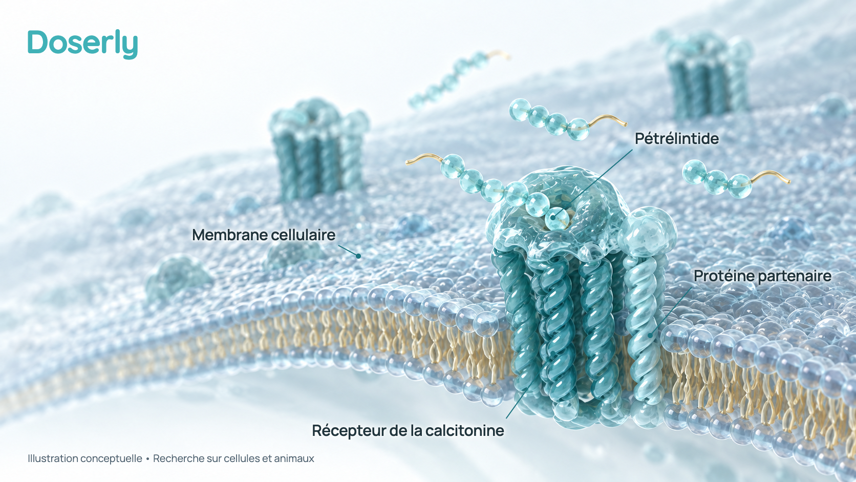Illustration conceptuelle d’une membrane cellulaire avec des protéines réceptrices, chacune formée d’un grand récepteur associé à une mince protéine partenaire, et de chaînes de pétrélintide munies de queues d’acide gras qui s’y fixent. Elle représente la recherche sur cellules, pas une structure moléculaire mesurée ni un effet démontré chez l’humain.