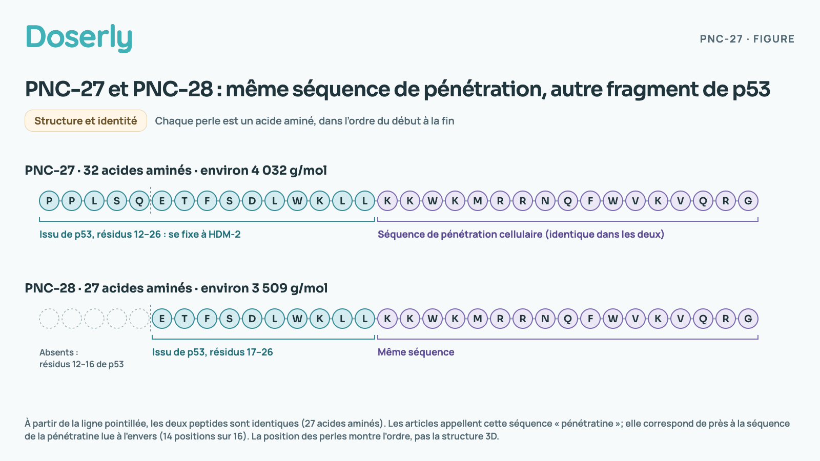 Deux chaînes de perles, une perle par acide aminé. PNC-27, 32 acides aminés, environ 4 032 g/mol : P P L S Q E T F S D L W K L L, copiés des résidus 12 à 26 de p53, la partie qui se fixe à l’HDM-2, puis la séquence de pénétration cellulaire K K W K M R R N Q F W V K V Q R G. PNC-28, 27 acides aminés, environ 3 509 g/mol : seulement E T F S D L W K L L, résidus 17 à 26 de p53, puis la même séquence. Le PNC-28 laisse de côté les cinq premiers résidus de p53, P P L S Q. Les articles appellent cette séquence pénétratine; elle correspond de près à la séquence de la pénétratine lue à l’envers. La position des perles montre l’ordre, pas la structure 3D.