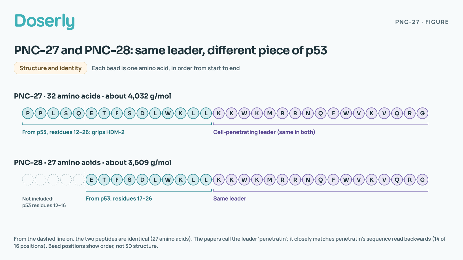 Two bead chains, one amino acid per bead. PNC-27, 32 amino acids, about 4,032 g/mol: P P L S Q E T F S D L W K L L, copied from p53 residues 12 to 26, the part that grips HDM-2, then the cell-penetrating leader K K W K M R R N Q F W V K V Q R G. PNC-28, 27 amino acids, about 3,509 g/mol: only E T F S D L W K L L, p53 residues 17 to 26, then the same leader. PNC-28 leaves out the first five p53 residues, P P L S Q. The papers call the leader penetratin; it closely matches penetratin's sequence read backwards. Bead positions show order, not 3D structure.