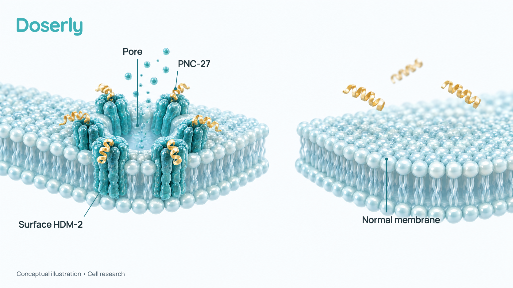 Conceptual illustration of two cell-membrane patches: on a cancer cell, PNC-27 binds HDM-2 in the membrane and the complexes form a ring-shaped pore that leaks cell contents; on a normal cell without surface HDM-2, the membrane stays intact. It shows a proposed model from cell studies, not a result in people.