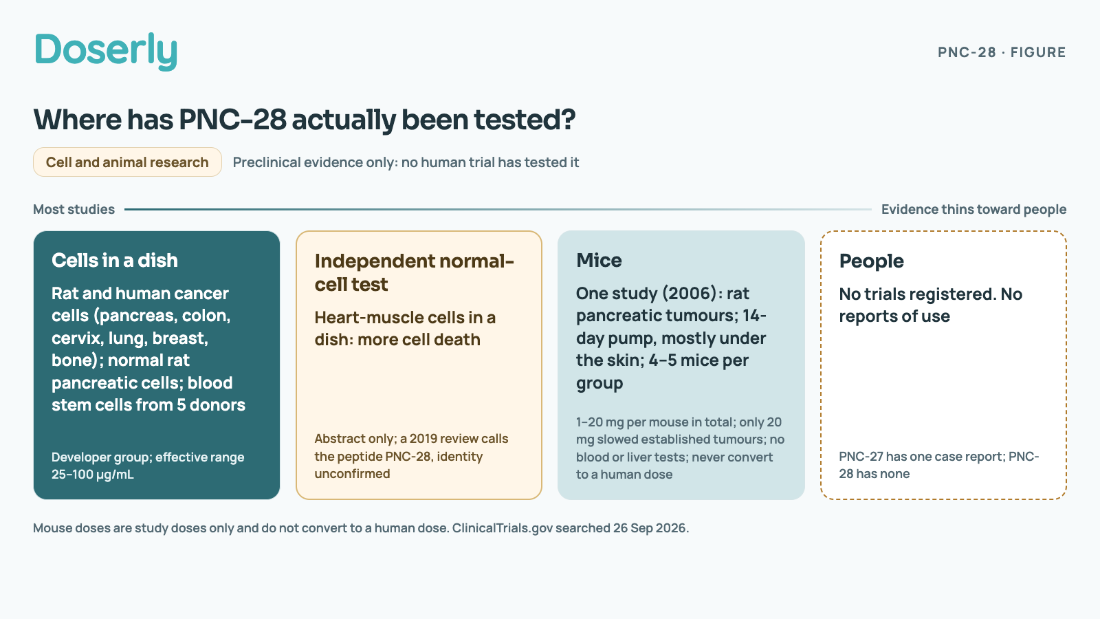 Four columns showing where PNC-28 has been tested, with evidence thinning from left to right. Cells in a dish: Rat and human cancer cells (pancreas, colon, cervix, lung, breast, bone); normal rat pancreatic cells; blood stem cells from 5 donors. Developer group; effective range 25–100 µg/mL. Independent normal-cell test: Heart-muscle cells in a dish: more cell death. Abstract only; a 2019 review calls the peptide PNC-28, identity unconfirmed. Mice: One study (2006): rat pancreatic tumours; 14-day pump, mostly under the skin; 4–5 mice per group. 1–20 mg per mouse in total; only 20 mg slowed established tumours; no blood or liver tests; never convert to a human dose. People: No trials registered. No reports of use. PNC-27 has one case report; PNC-28 has none.