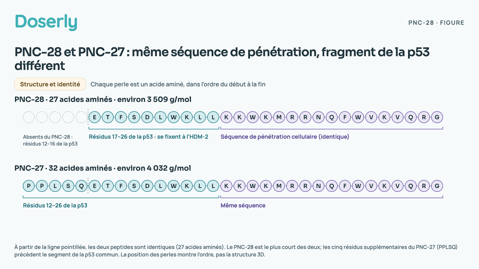 Deux chaînes de perles, une perle par acide aminé. PNC-28, 27 acides aminés, environ 3 509 g/mol : E T F S D L W K L L, copiés des résidus 17 à 26 de la p53, la partie qui se fixe à l’HDM-2, puis la séquence de pénétration cellulaire K K W K M R R N Q F W V K V Q R G. PNC-27, 32 acides aminés, environ 4 032 g/mol : P P L S Q E T F S D L W K L L, résidus 12 à 26 de la p53, puis la même séquence. Le PNC-28 omet les cinq premiers de ces résidus de la p53, P P L S Q. La position des perles montre l’ordre, pas la structure 3D.