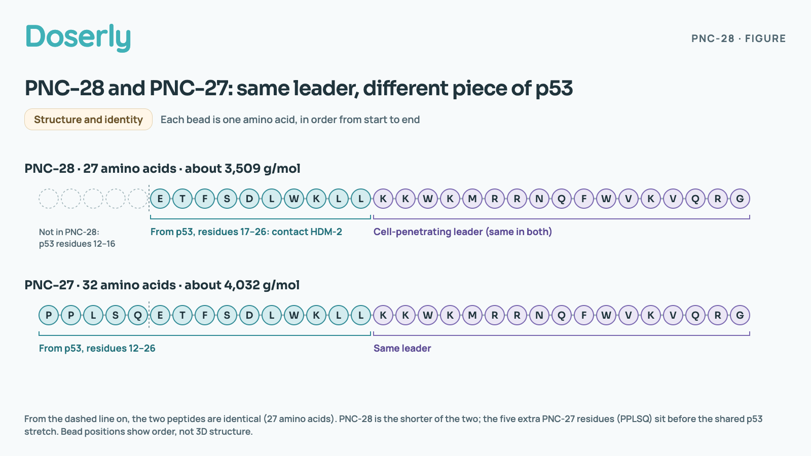 Two bead chains, one amino acid per bead. PNC-28, 27 amino acids, about 3,509 g/mol: E T F S D L W K L L, copied from p53 residues 17 to 26, the part that contacts HDM-2, then the cell-penetrating leader K K W K M R R N Q F W V K V Q R G. PNC-27, 32 amino acids, about 4,032 g/mol: P P L S Q E T F S D L W K L L, p53 residues 12 to 26, then the same leader. PNC-28 leaves out the first five of those p53 residues, P P L S Q. Bead positions show order, not 3D structure.
