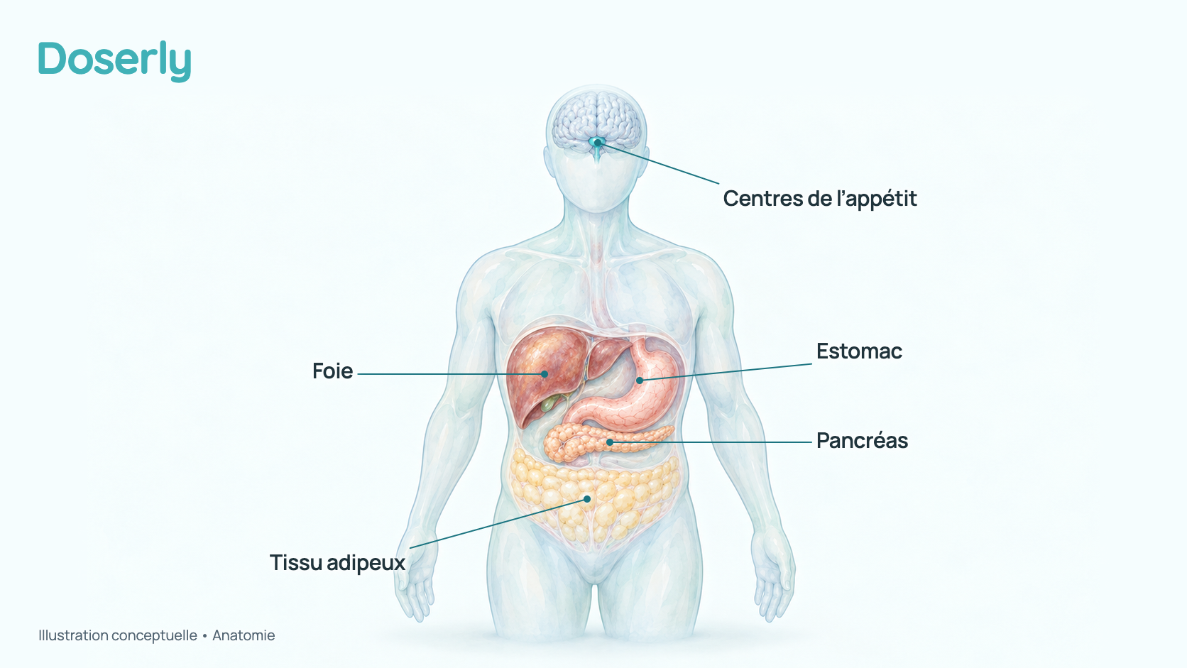 Aquarelle conceptuelle d’un haut du corps pâle et sans traits distinctifs montrant les centres de l’appétit du cerveau, l’estomac, le pancréas, le foie et le tissu adipeux, des endroits où l’on trouve des récepteurs du GIP, du GLP-1 ou du glucagon. Elle montre l’anatomie, pas un effet mesuré du rétatrutide.