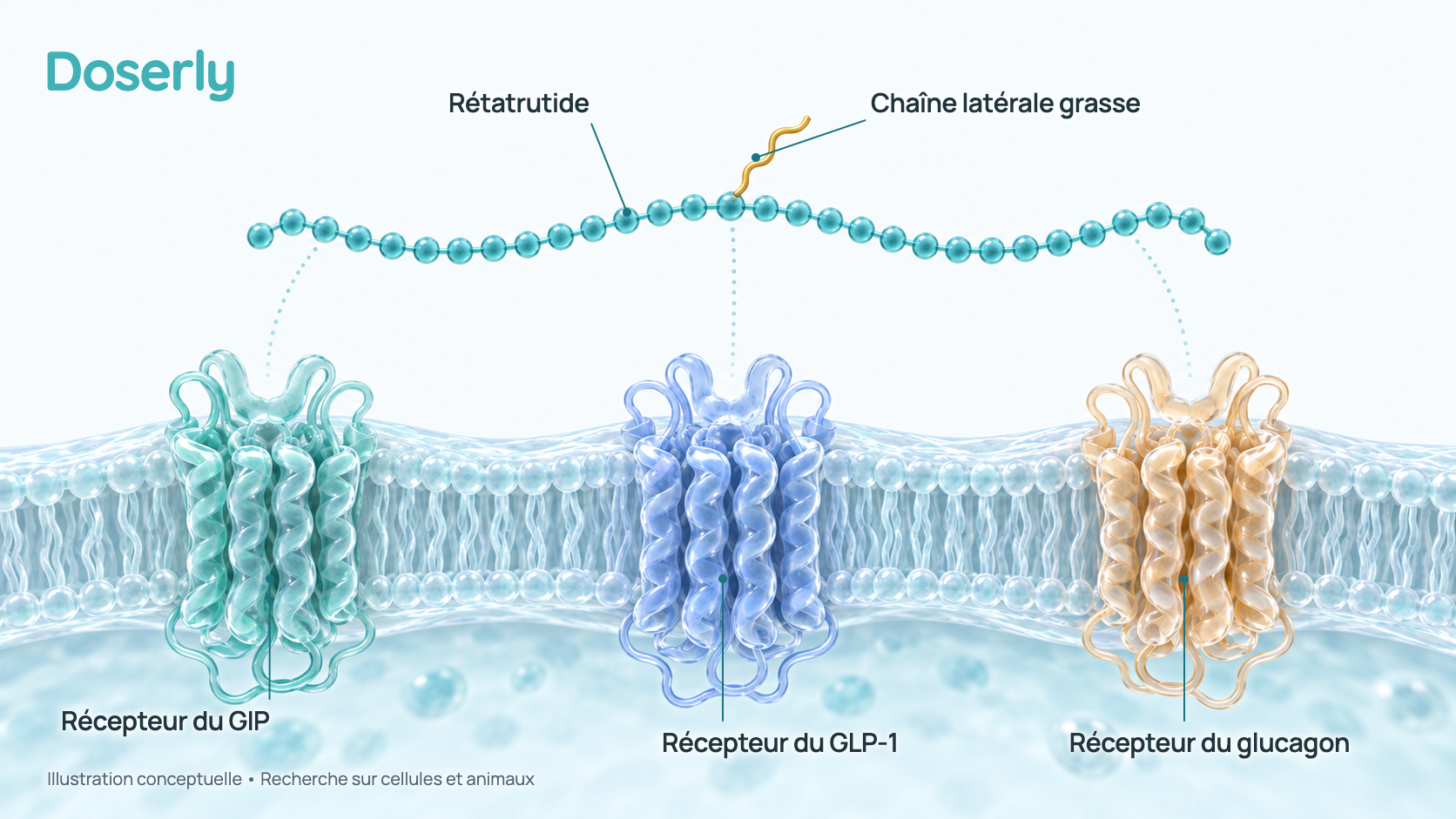 Illustration 3D conceptuelle d’une molécule de rétatrutide avec une chaîne latérale grasse, à côté de trois protéines réceptrices à la surface de cellules, identifiées comme récepteur du GIP, récepteur du GLP-1 et récepteur du glucagon. C’est un schéma simplifié, pas une structure moléculaire ni une image de microscope.