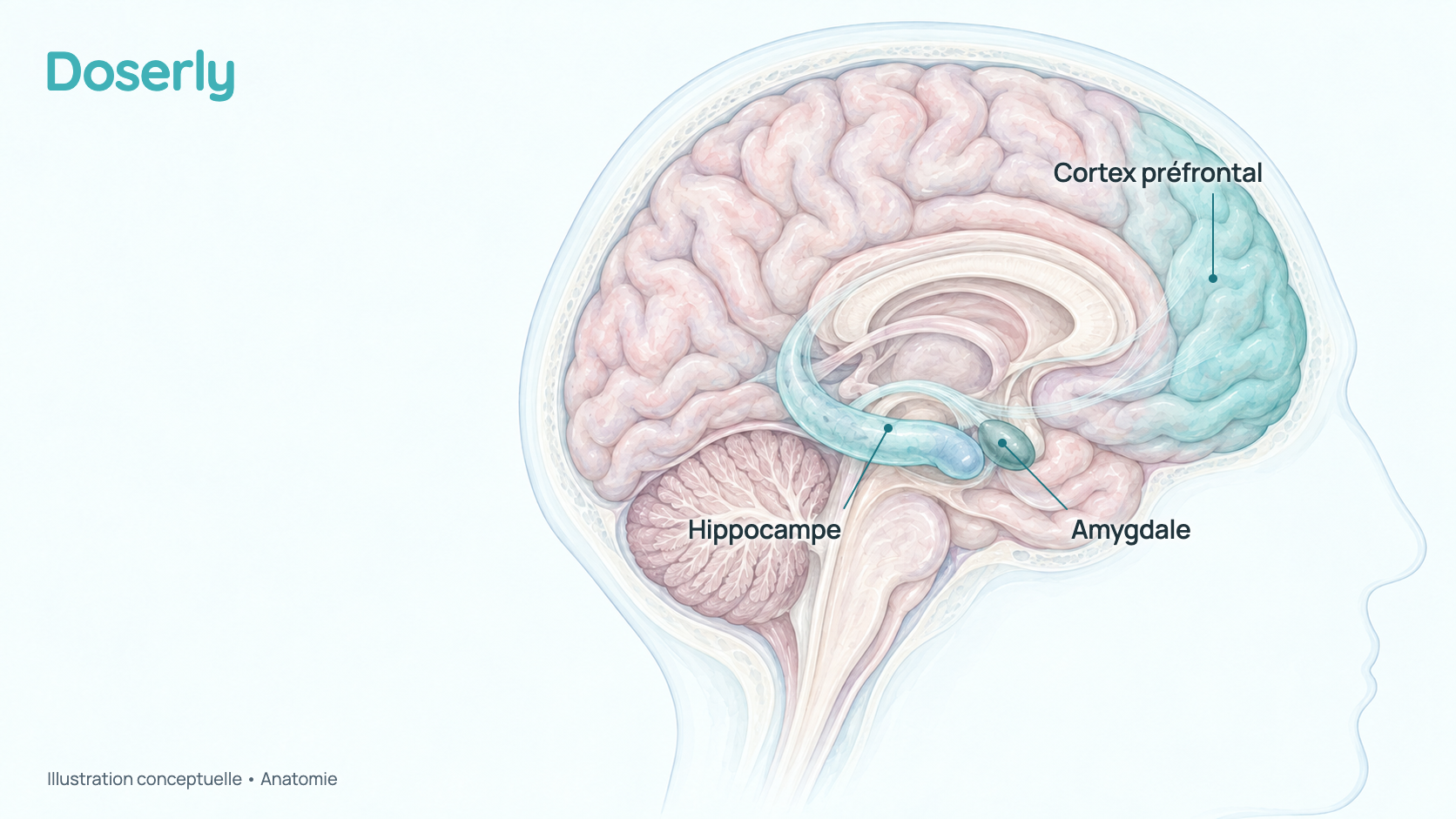 Aquarelle conceptuelle d’une vue latérale du cerveau avec trois régions mises en évidence : l’amygdale, profondément dans le lobe temporal, l’hippocampe à côté, et le cortex préfrontal à l’avant. Elle montre seulement l’anatomie, pas un effet du Selank.