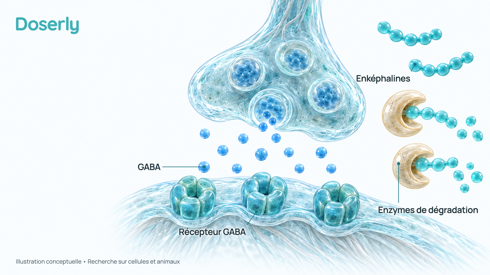 Illustration conceptuelle d’aspect vitreux d’une jonction entre deux cellules nerveuses : des molécules de GABA traversent vers des récepteurs GABA en forme d’anneau, et des enzymes voisines coupent de courts peptides, les enképhalines. Elle représente des résultats de laboratoire et chez l’animal, pas un effet mesuré du Selank chez une personne.