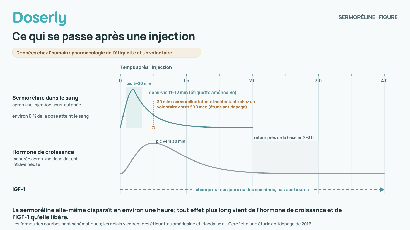 Chronologie des quatre premières heures après une injection de sermoréline : les taux sanguins atteignent leur pic en 5 à 20 minutes et diminuent de moitié environ toutes les 11 à 12 minutes; après une dose intraveineuse, l’hormone de croissance atteint son pic vers 30 minutes et s’estompe en 2 à 3 heures; l’IGF-1 change sur des jours ou des semaines.