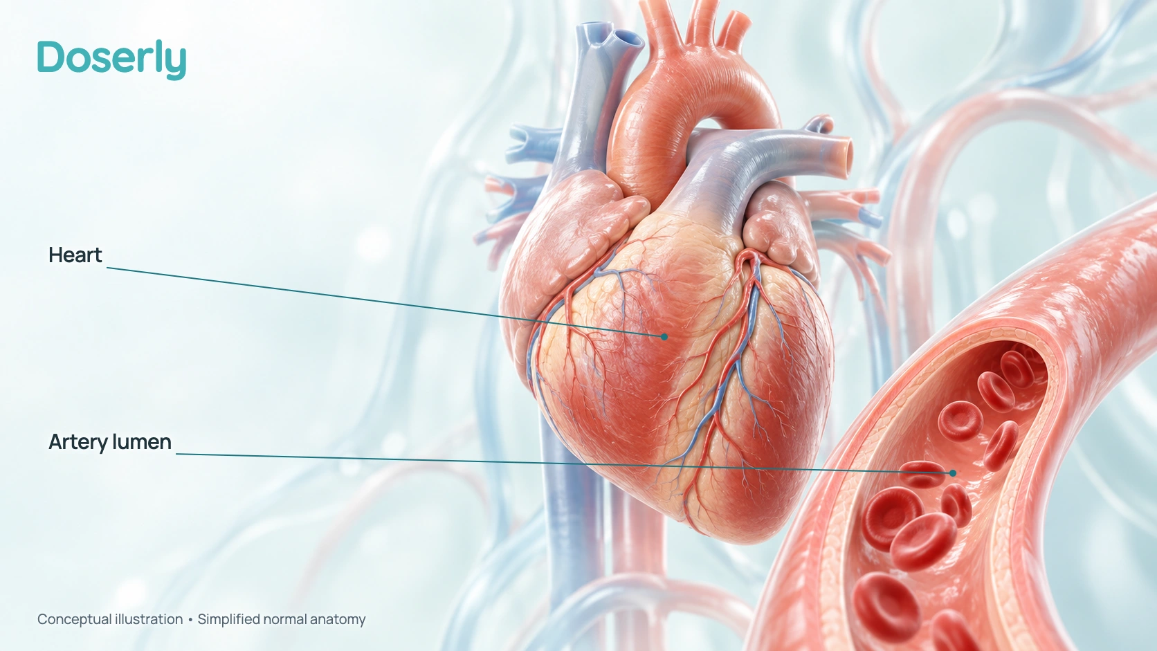 Conceptual illustration of a normal heart and artery.