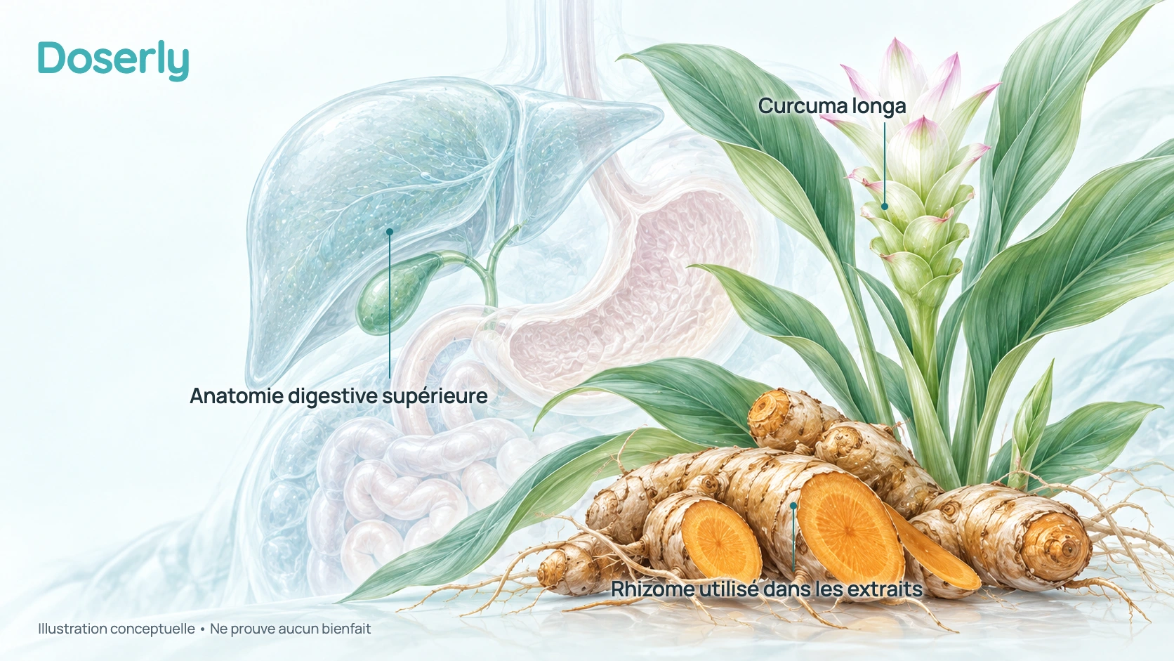 Plant de Curcuma longa et rhizomes orange à côté d’une anatomie conceptuelle translucide du foie, de la vésicule biliaire, de l’estomac et de l’intestin.