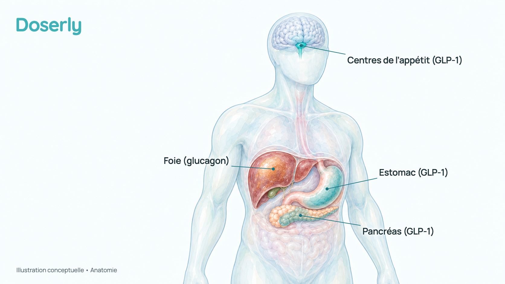Les endroits où agissent les deux signaux hormonaux du survodutide : les récepteurs du GLP-1 dans les zones de l’appétit du cerveau, l’estomac et le pancréas, et les récepteurs du glucagon surtout dans le foie.