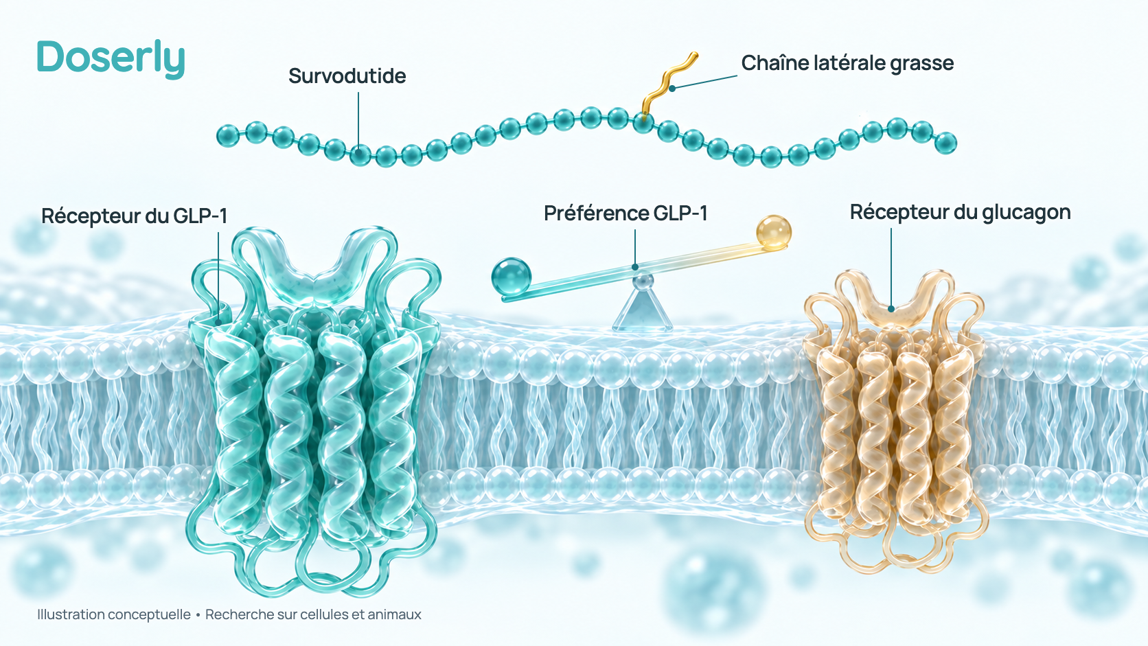 Une molécule de survodutide munie d’une chaîne latérale grasse à côté de deux protéines réceptrices, le récepteur du GLP-1 et le récepteur du glucagon, avec une balance qui penche vers le GLP-1.