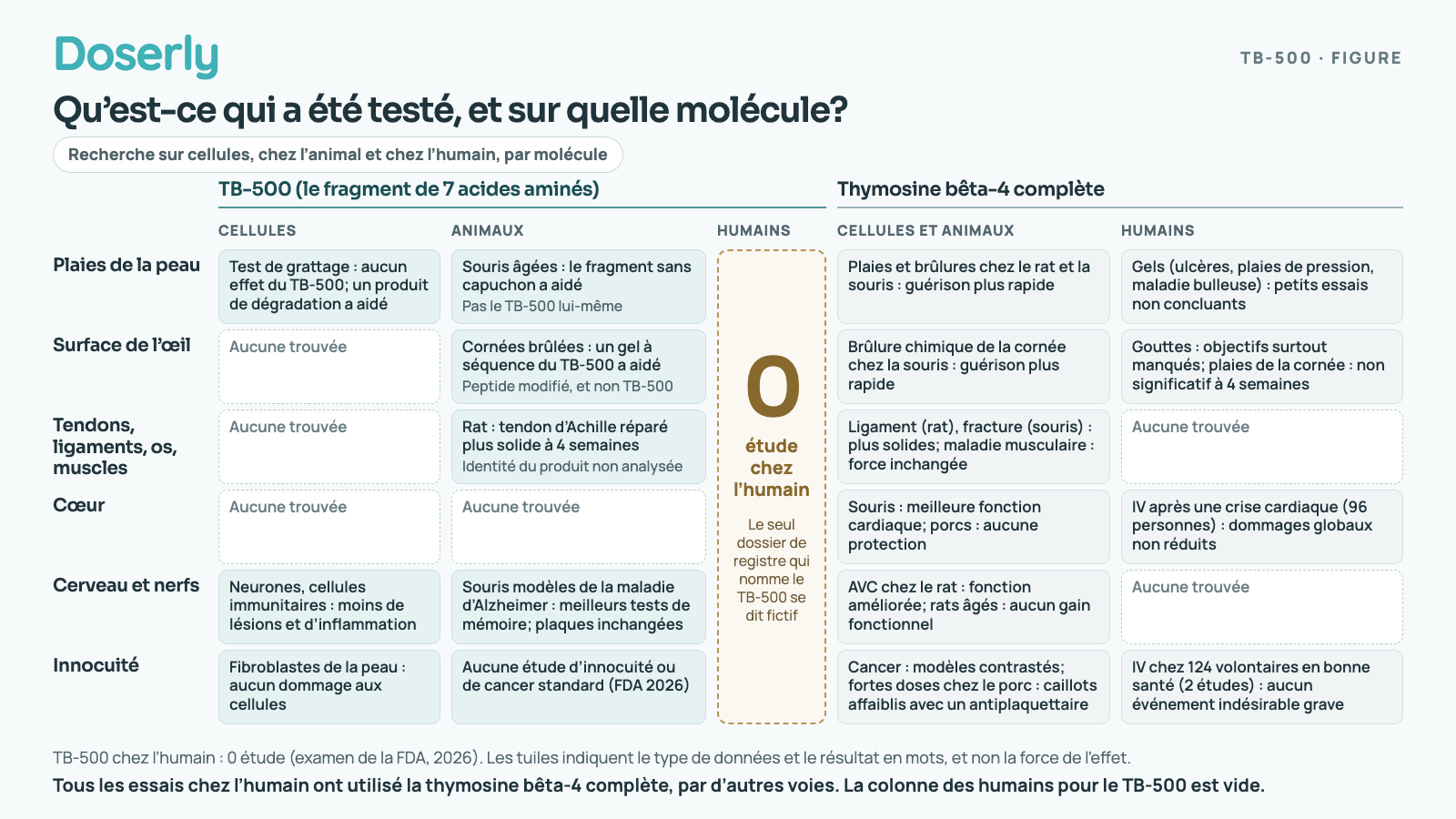 Grille montrant où le TB-500 et la thymosine bêta-4 complète ont été testés. Le TB-500 compte quelques études sur cellules et chez l’animal, et aucune étude chez l’humain. La thymosine bêta-4 complète compte des études chez l’animal sur la peau, l’œil, les tendons, le cœur et le cerveau, et des essais chez l’humain seulement pour des gouttes pour les yeux, des gels pour la peau et des perfusions IV, dont la plupart n’ont pas atteint leur objectif principal.