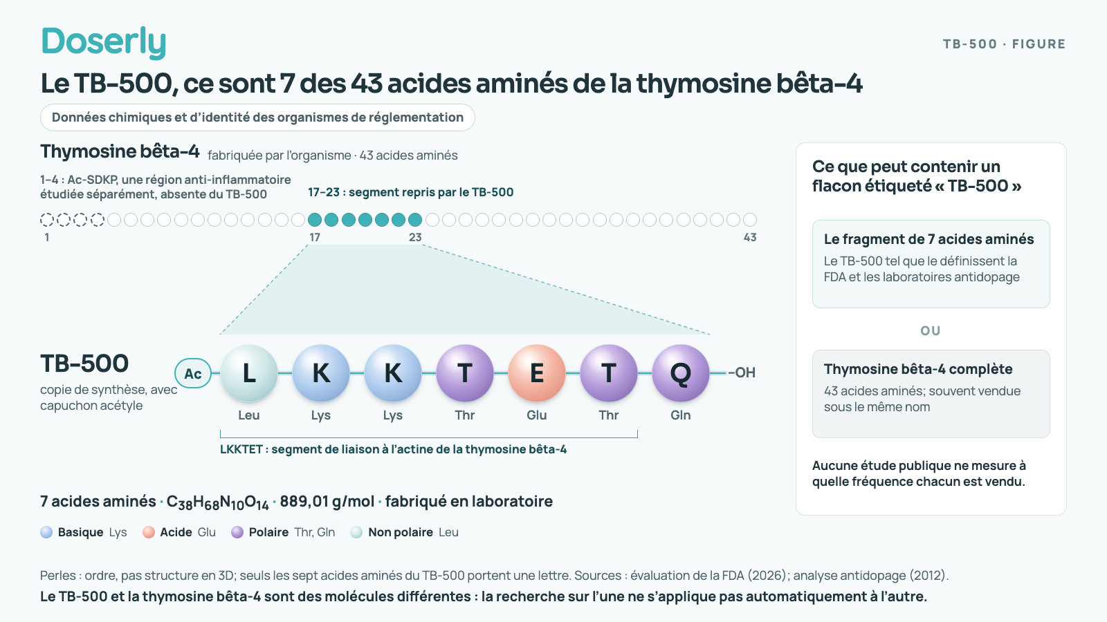 Schéma comparant la thymosine bêta-4, une chaîne de 43 acides aminés que fabrique l’organisme, au TB-500, une copie de laboratoire de ses positions 17 à 23 (L-K-K-T-E-T-Q) munie d’un capuchon acétyle. La région Ac-SDKP au début de la thymosine bêta-4 ne fait pas partie du TB-500. Un panneau latéral indique que les flacons vendus comme TB-500 peuvent contenir l’une ou l’autre molécule.