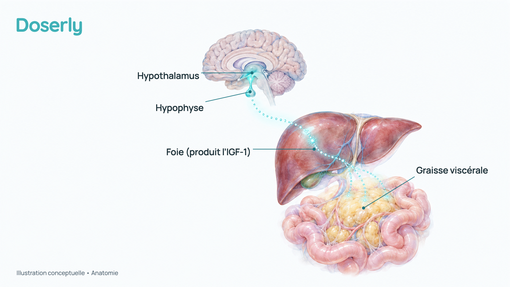 Illustration conceptuelle à l’aquarelle de l’hypothalamus et de l’hypophyse à la base du cerveau, avec l’hormone de croissance qui se rend au foie et à la graisse abdominale profonde. Elle montre seulement l’anatomie, pas un effet mesuré de la tésamoréline.