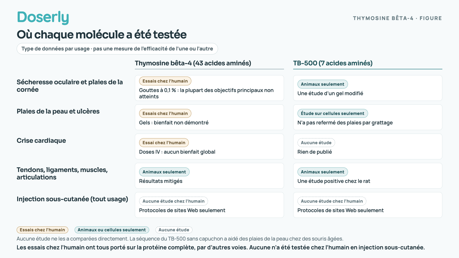 Tableau des contextes où chaque molécule a été testée. Sécheresse oculaire et plaies de la cornée : la thymosine bêta-4 a fait l’objet d’essais chez l’humain de gouttes à 0,1 % qui, pour la plupart, n’ont pas atteint leurs objectifs principaux; le TB-500 a fait l’objet d’une étude chez l’animal d’un gel modifié. Plaies de la peau et ulcères : des gels de thymosine bêta-4 ont été testés dans des essais chez l’humain, sans bienfait démontré; le TB-500 avec capuchon n’a pas refermé des plaies par grattage dans une étude sur cellules (la séquence sans capuchon a aidé des souris âgées). Crise cardiaque : un essai chez l’humain de thymosine bêta-4 IV n’a trouvé aucun bienfait global; aucune étude sur le TB-500. Tendons, ligaments, muscles et articulations : études chez l’animal seulement pour les deux; la seule étude chez le rat sur le TB-500 était positive. Injection sous-cutanée, pour tout usage : aucune étude chez l’humain pour l’une ou l’autre.