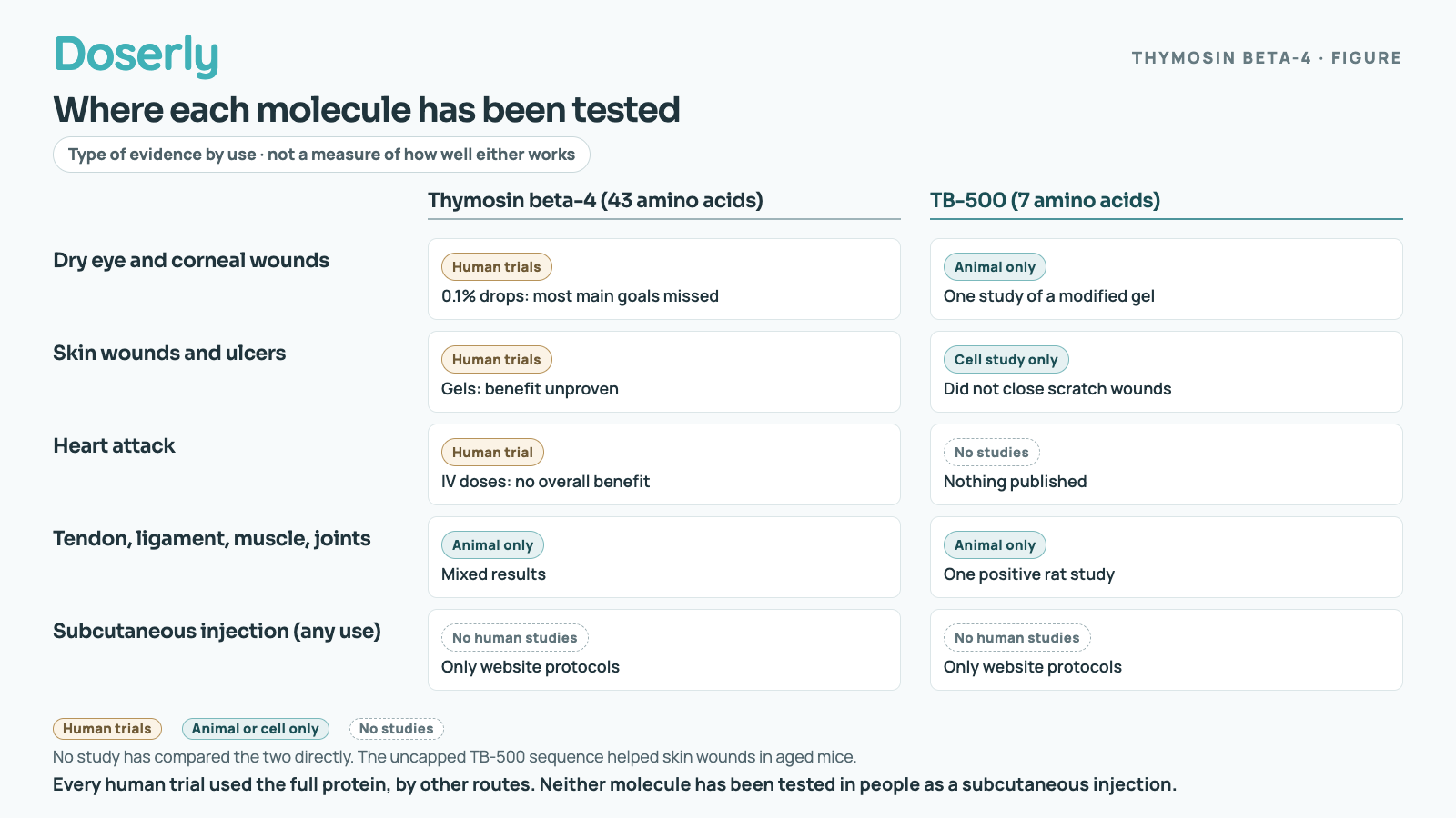 Table of where each molecule has been tested. Dry eye and corneal wounds: thymosin beta-4 has human trials of 0.1% eye drops that mostly missed their main goals; TB-500 has one animal study of a modified gel. Skin wounds and ulcers: thymosin beta-4 gels were tested in human trials with benefit unproven; the capped TB-500 did not close scratch wounds in a cell study (the uncapped sequence helped aged mice). Heart attack: one human trial of IV thymosin beta-4 found no overall benefit; no TB-500 studies. Tendon, ligament, muscle and joints: animal studies only for both; the single rat study of TB-500 was positive. Subcutaneous injection for any use: no human studies of either.