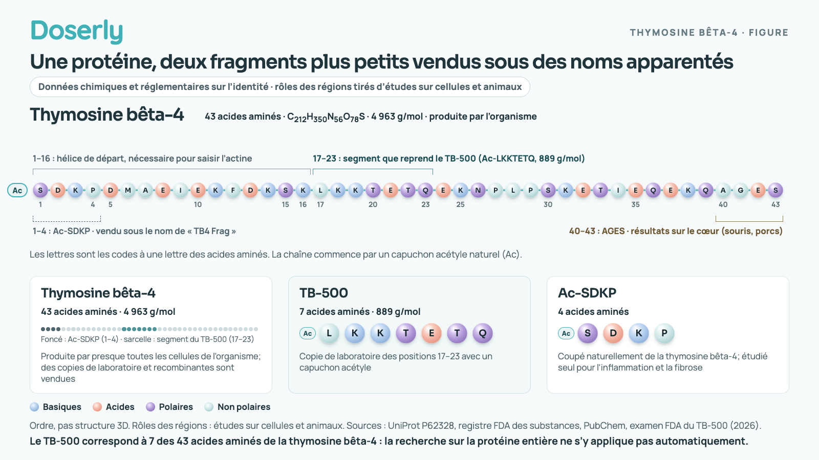 Schéma de la thymosine bêta-4 sous forme d’une chaîne de 43 acides aminés désignés par des lettres, Ac-SDKPDMAEIEKFDKSKLKKTETQEKNPLPSKETIEQEKQAGES. Des crochets marquent les positions 1 à 4, l’Ac-SDKP, vendu sous le nom de « TB4 Frag »; les positions 1 à 16, l’hélice de départ nécessaire pour saisir l’actine; les positions 17 à 23, le segment que reprend le TB-500; et les positions 40 à 43, l’extrémité AGES associée à des résultats sur le cœur chez la souris et le porc. Trois fiches comparent la thymosine bêta-4 (43 acides aminés, 4 963 g/mol, produite par l’organisme), le TB-500 (7 acides aminés, 889 g/mol, fabriqué en laboratoire) et l’Ac-SDKP (4 acides aminés, coupé naturellement de la thymosine bêta-4).