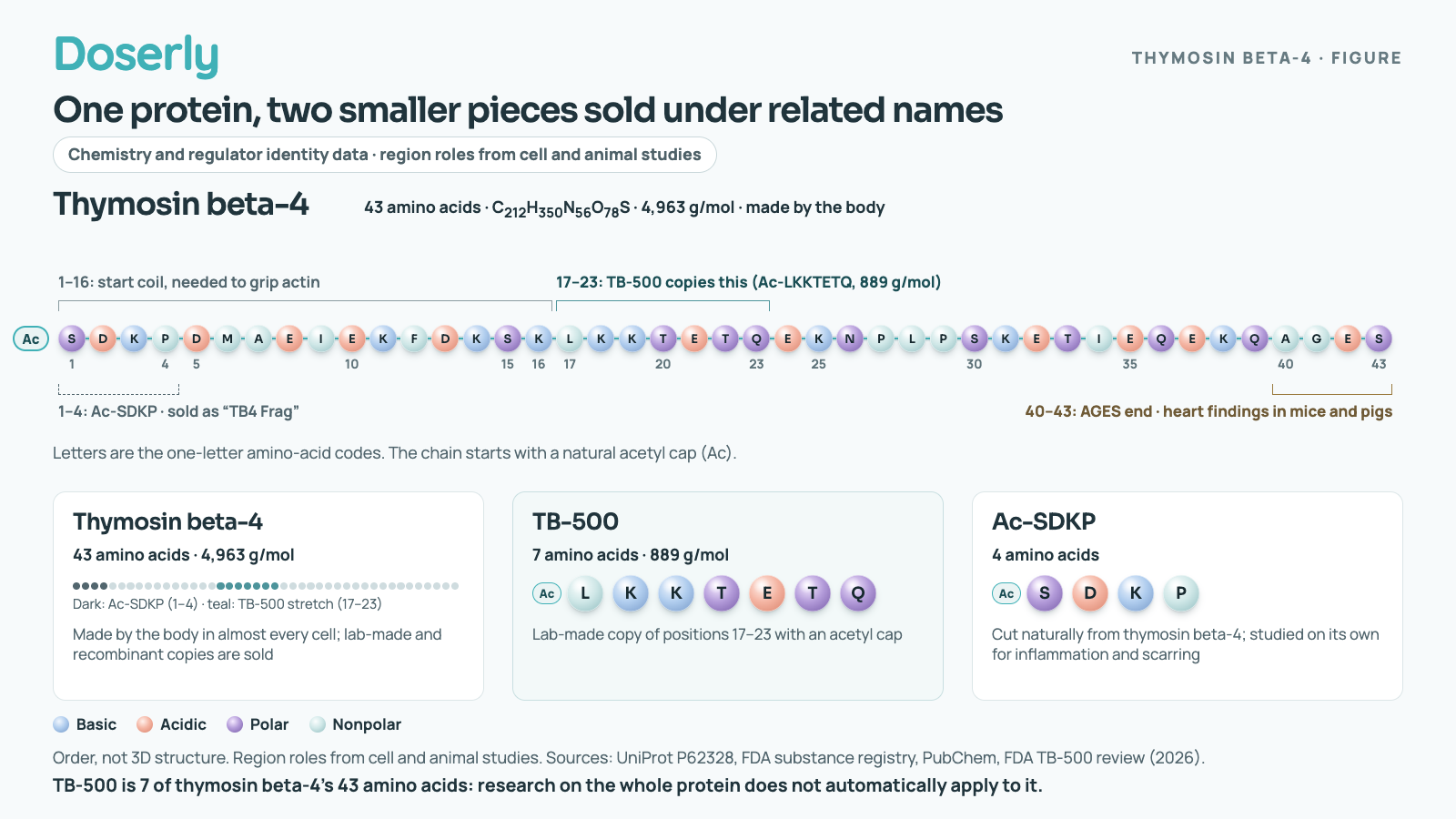 Diagram of thymosin beta-4 as a chain of 43 lettered amino acids, Ac-SDKPDMAEIEKFDKSKLKKTETQEKNPLPSKETIEQEKQAGES. Brackets mark positions 1 to 4, Ac-SDKP, sold as "TB4 Frag"; positions 1 to 16, the start coil needed to grip actin; positions 17 to 23, the stretch TB-500 copies; and positions 40 to 43, the AGES end linked to heart findings in mice and pigs. Three cards compare thymosin beta-4 (43 amino acids, 4,963 g/mol, made by the body), TB-500 (7 amino acids, 889 g/mol, lab-made) and Ac-SDKP (4 amino acids, cut naturally from thymosin beta-4).
