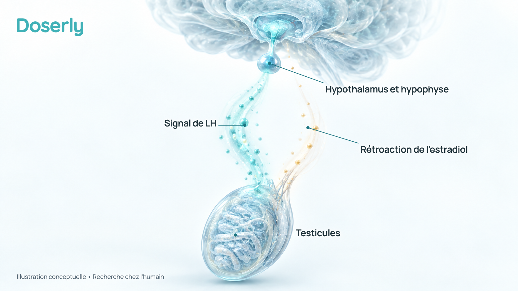 Illustration conceptuelle de l’hypothalamus et de l’hypophyse qui envoient des signaux aux testicules, avec une rétroaction affaiblie de l’estradiol vers le cerveau. Elle explique une action pharmacologique établie, pas un effet mesuré chez une personne.