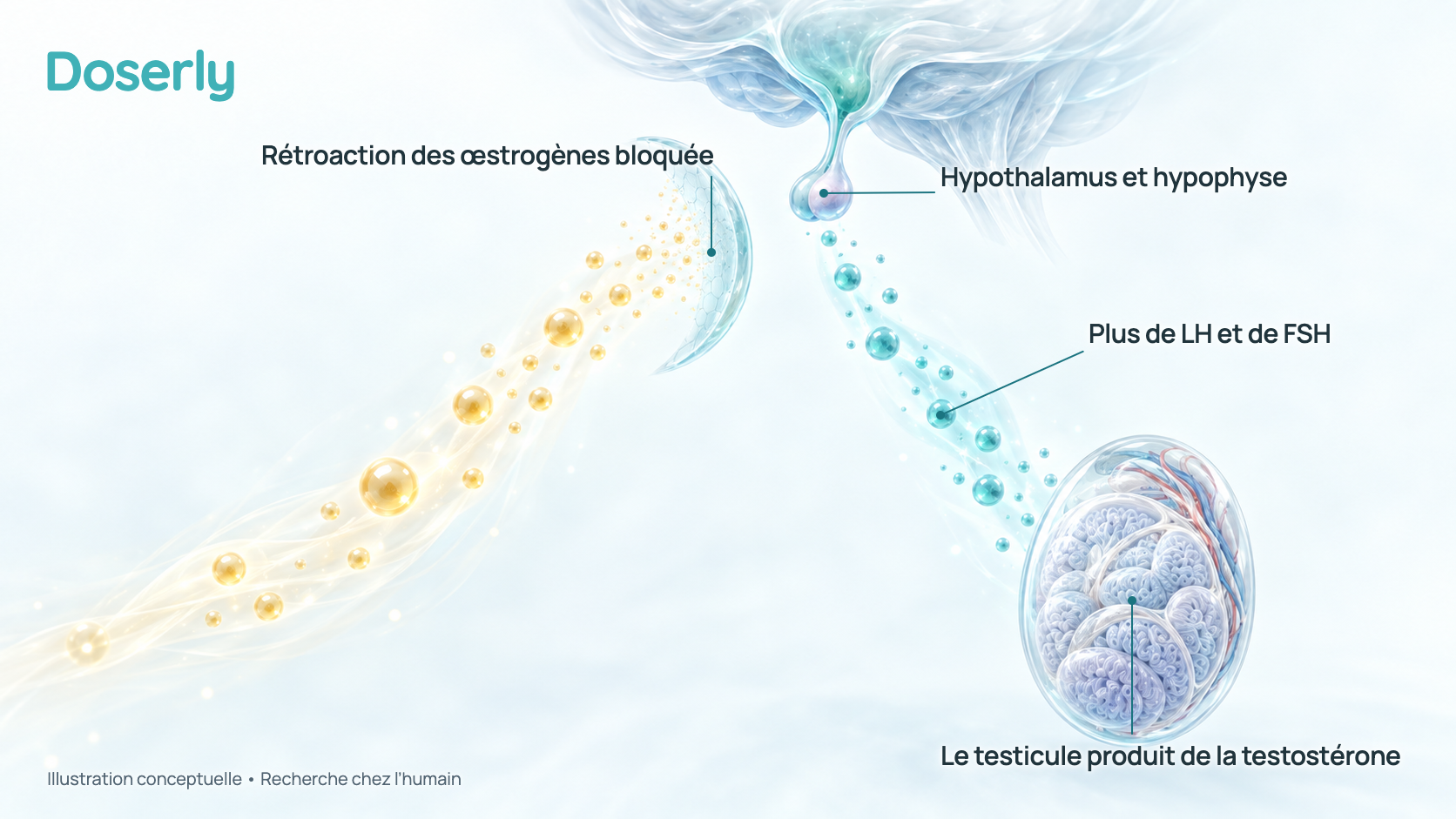 Illustration conceptuelle de l’hypothalamus et de l’hypophyse envoyant davantage de signaux de LH et de FSH vers un testicule, tandis que la rétroaction des œstrogènes vers le cerveau est bloquée. Elle explique une pharmacologie établie; ce n’est pas une image mesurée.
