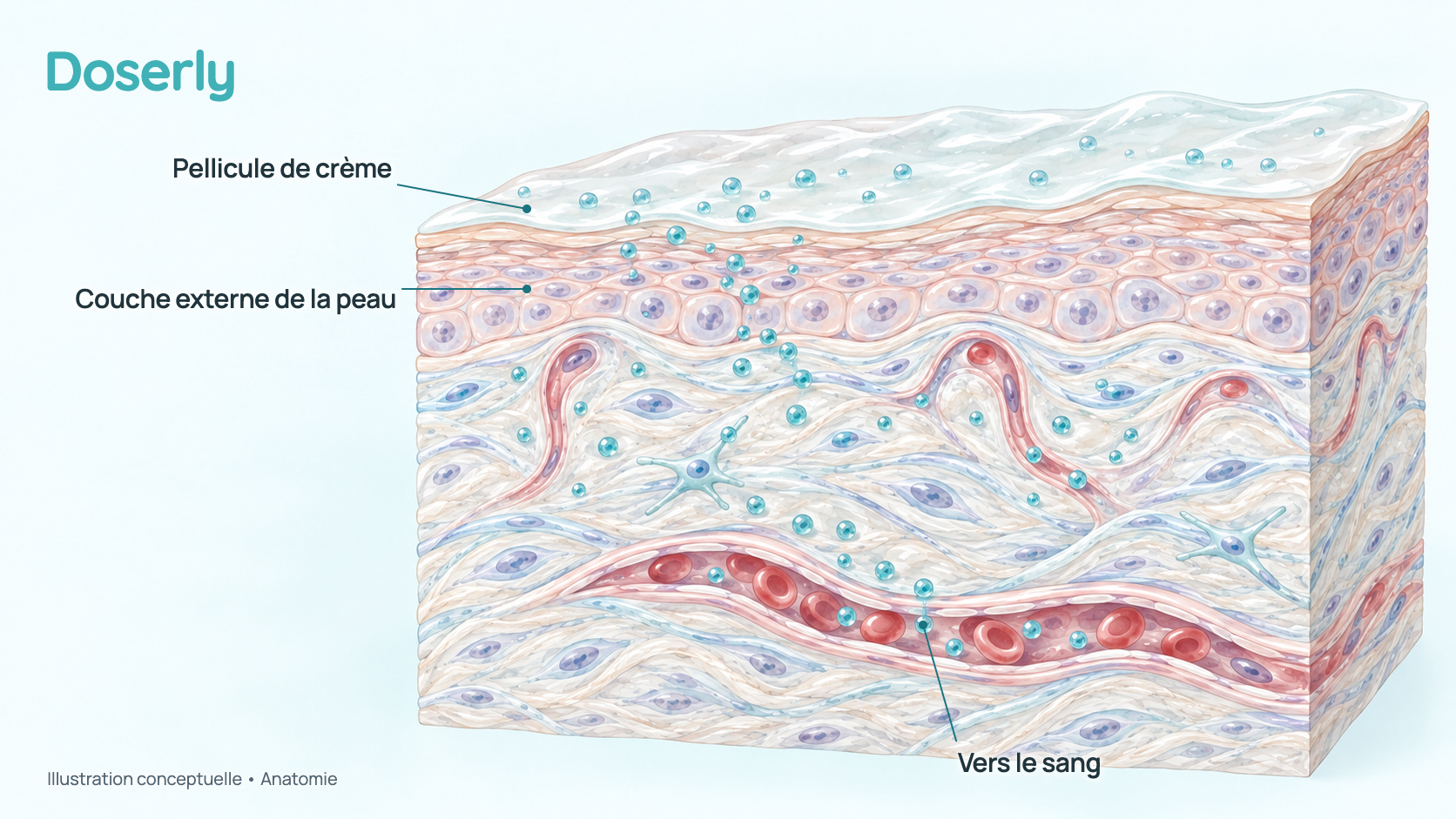 Coupe conceptuelle de la peau avec un mince film de crème en surface et de la testostérone qui traverse la couche externe de la peau vers de petits vaisseaux sanguins. Elle montre l’anatomie, pas un effet mesuré du médicament.