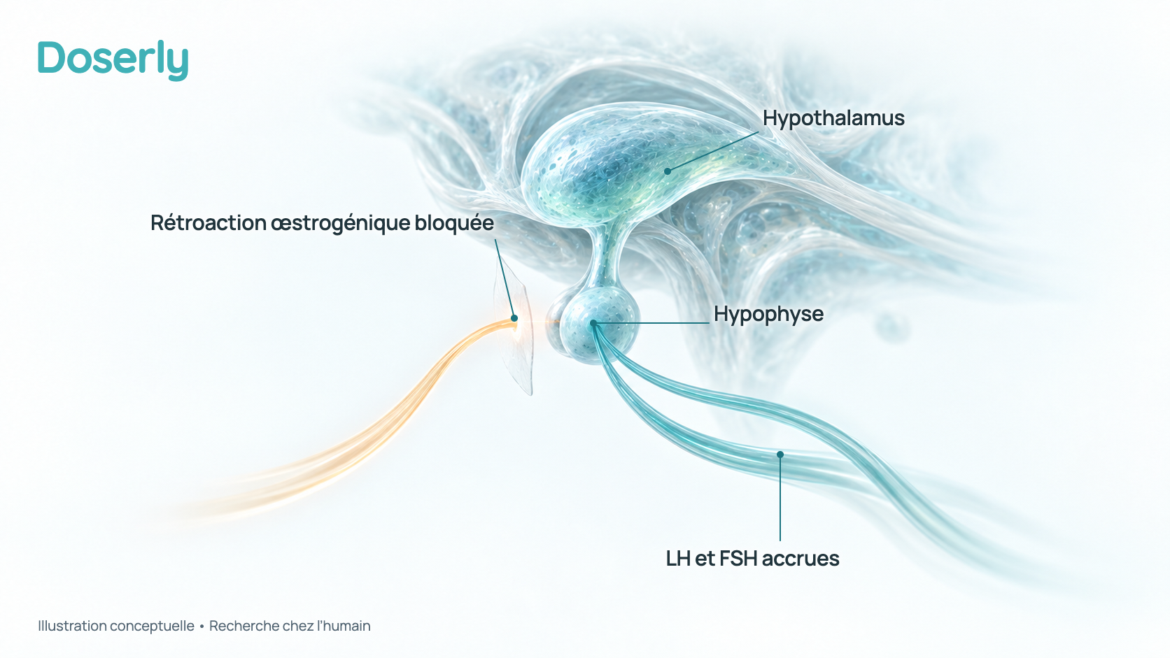 Illustration conceptuelle de l’hypothalamus et de l’hypophyse, avec le signal de rétroaction des œstrogènes bloqué et davantage de signaux de LH et de FSH dirigés vers les testicules. Elle montre une pharmacologie établie, pas un résultat mesuré.