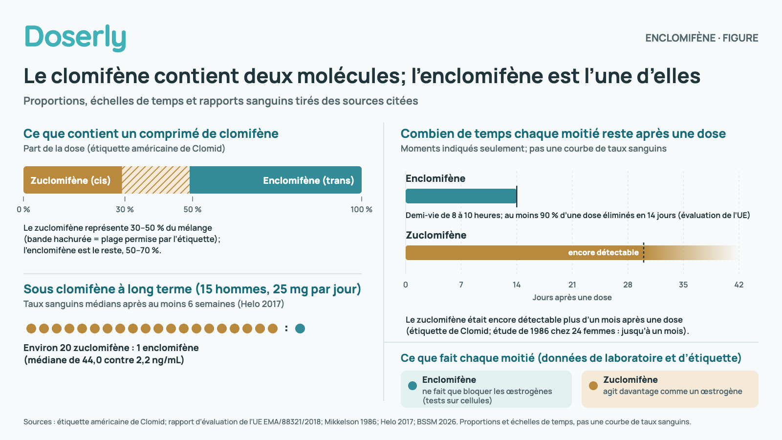 Schéma montrant le clomifène comme deux moitiés : le zuclomifène, 30 à 50 %, qui reste pendant plus d’un mois et dont le rapport à l’enclomifène est d’environ 20 pour 1 à long terme, et l’enclomifène, avec une demi-vie d’environ 8 à 10 heures.