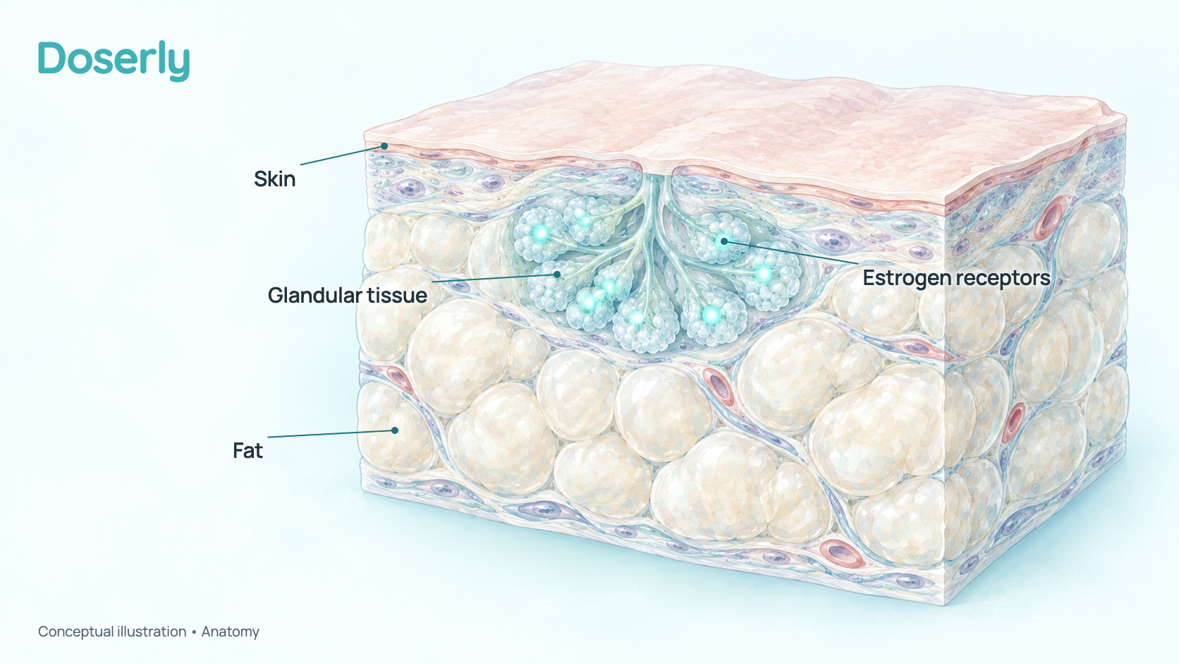 Conceptual cross-section of chest tissue layers showing skin, soft fat and a small disc of glandular tissue with glowing receptor points. It shows no person or identifiable anatomy and no measured amount.