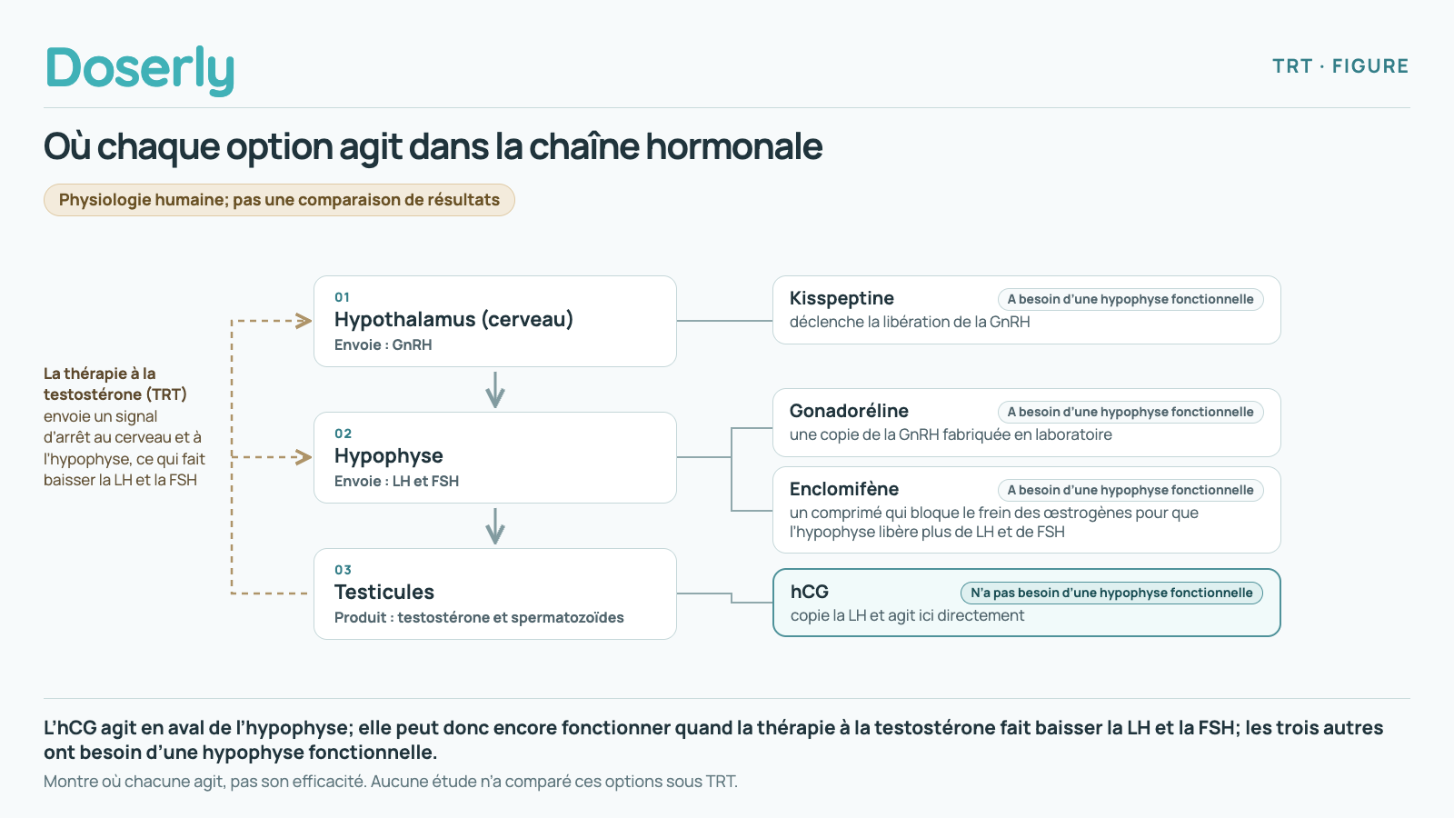 Schéma de la chaîne hormonale : l’hypothalamus envoie la GnRH à l’hypophyse, qui envoie la LH et la FSH aux testicules, qui produisent la testostérone et les spermatozoïdes. La kisspeptine déclenche la libération de la GnRH au niveau de l’hypothalamus. La gonadoréline, une copie de la GnRH fabriquée en laboratoire, et l’enclomifène, un comprimé qui bloque le frein des œstrogènes pour que l’hypophyse libère plus de LH et de FSH, agissent sur l’hypophyse. L’hCG copie la LH et agit directement sur les testicules. La kisspeptine, la gonadoréline et l’enclomifène ont besoin d’une hypophyse fonctionnelle; l’hCG n’en a pas besoin. La thérapie à la testostérone envoie un signal d’arrêt au cerveau et à l’hypophyse, ce qui fait baisser la LH et la FSH. La figure montre où chacune agit, pas son efficacité.