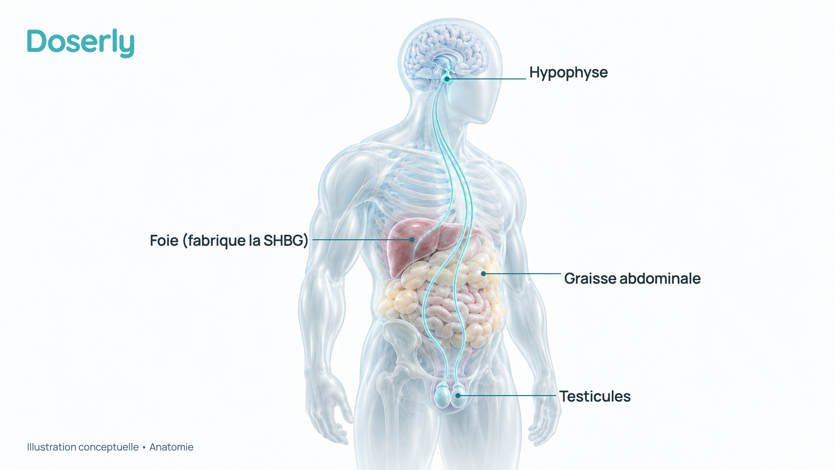 Illustration conceptuelle d’un torse et d’une tête d’homme translucides montrant l’hypophyse sous le cerveau, les testicules, le foie et une bande de graisse abdominale, avec de douces lignes de signal qui vont de l’hypophyse aux testicules. C’est un schéma de l’anatomie, pas un effet mesuré.