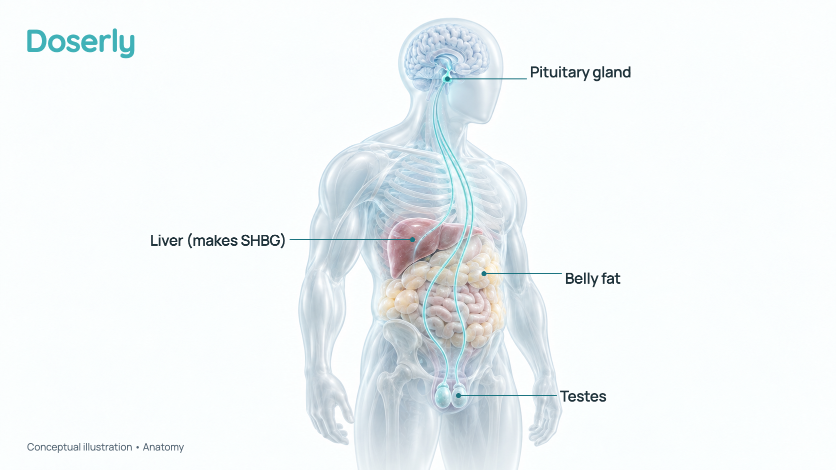 Conceptual illustration of a translucent male torso and head showing the pituitary gland under the brain, the testes, the liver and a band of belly fat, with soft signal lines running from the pituitary to the testes. It is a schematic of anatomy, not a measured effect.