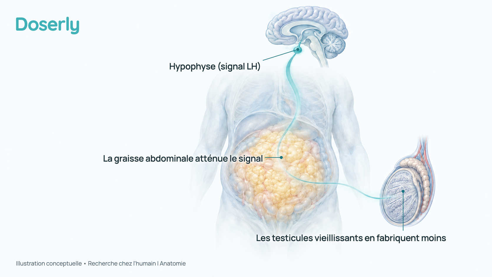 Illustration conceptuelle d’un torse d’homme dans un style d’aquarelle douce, avec l’hypophyse à la base du cerveau, un trajet de signal qui descend vers les testicules et une couche de graisse abdominale. Elle montre où l’âge et le poids agissent sur la chaîne des signaux de la testostérone, et non un taux hormonal mesuré.