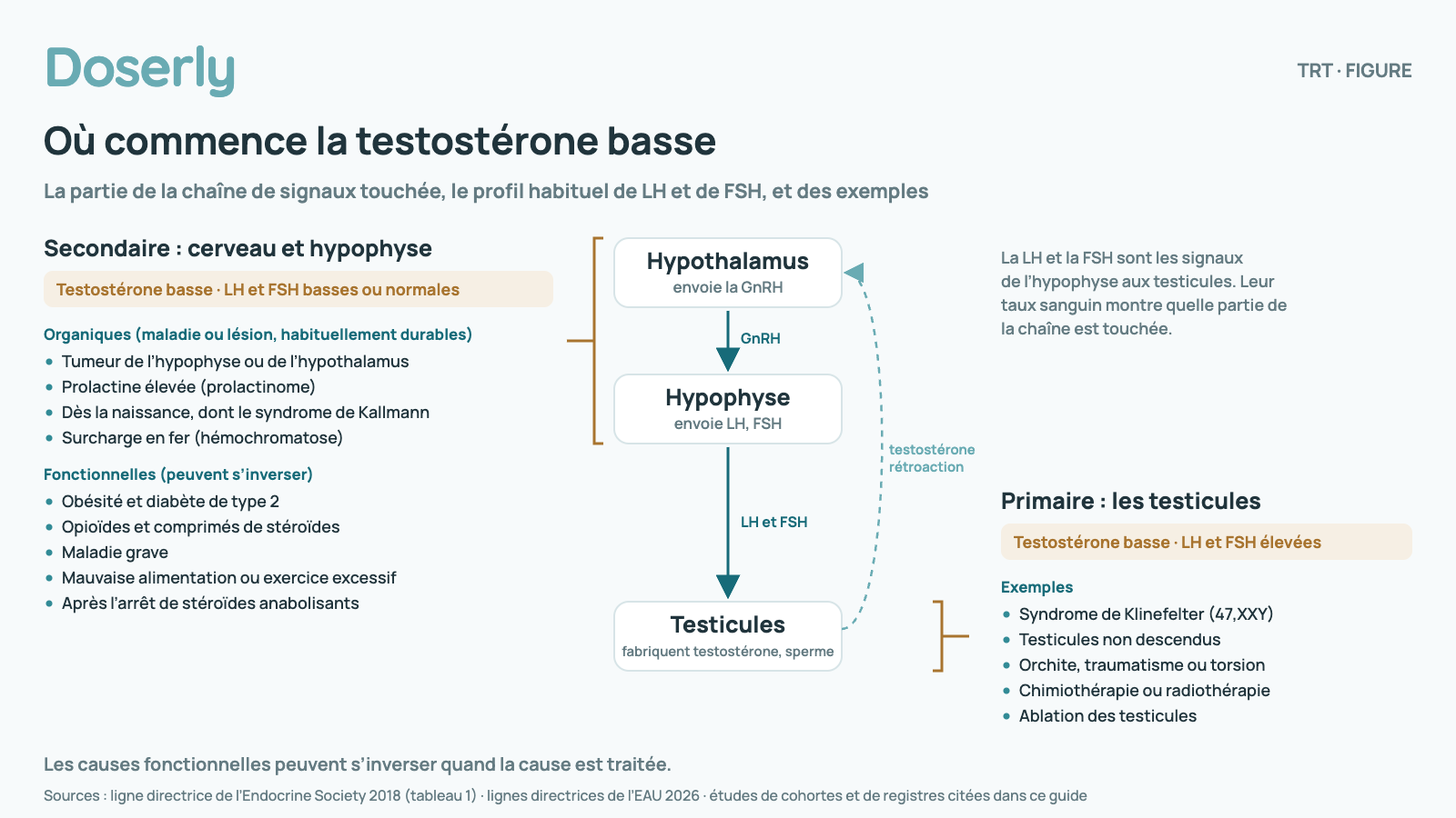 Schéma de la chaîne de signaux : hypothalamus (GnRH), puis hypophyse (LH et FSH), puis testicules (testostérone et spermatozoïdes), avec une ligne pointillée de rétroaction de la testostérone vers l’hypothalamus. Une accolade sur l’hypothalamus et l’hypophyse marque la testostérone basse secondaire (testostérone basse; LH et FSH basses ou normales). Organiques (maladie ou lésion, habituellement durables) : tumeur de l’hypophyse ou de l’hypothalamus, prolactine élevée (prolactinome), présente dès la naissance, y compris le syndrome de Kallmann, surcharge en fer (hémochromatose). Fonctionnelles (peuvent s’inverser) : obésité et diabète de type 2, opioïdes et comprimés de stéroïdes, maladie grave, mauvaise alimentation ou exercice excessif, après l’arrêt de stéroïdes anabolisants. Une accolade sur les testicules marque la testostérone basse primaire (testostérone basse; LH et FSH élevées). Exemples : syndrome de Klinefelter (47,XXY), testicules non descendus, orchite, traumatisme ou torsion, chimiothérapie ou radiothérapie, ablation des testicules. Les causes fonctionnelles peuvent s’inverser quand la cause est traitée.