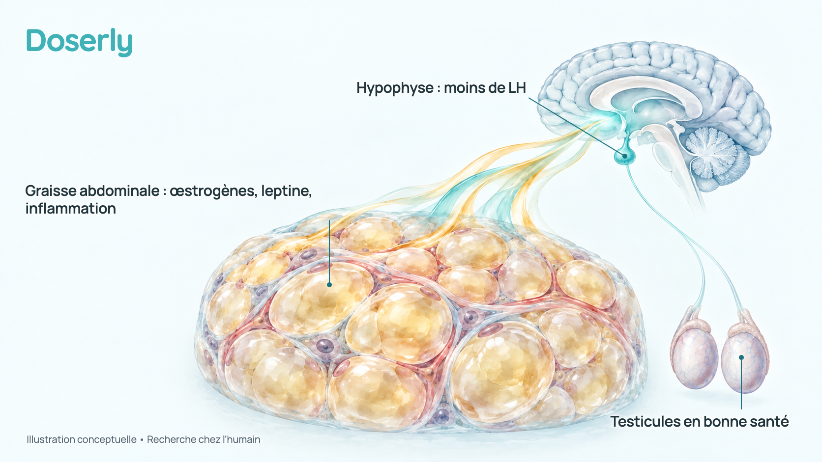 Illustration conceptuelle du centre de commande hormonal du cerveau, des testicules et d’une coupe de tissu adipeux abdominal, avec des rubans doux qui montrent les signaux de la graisse vers le cerveau. C’est un schéma, et non une anatomie à l’échelle, et il ne montre aucune quantité mesurée.