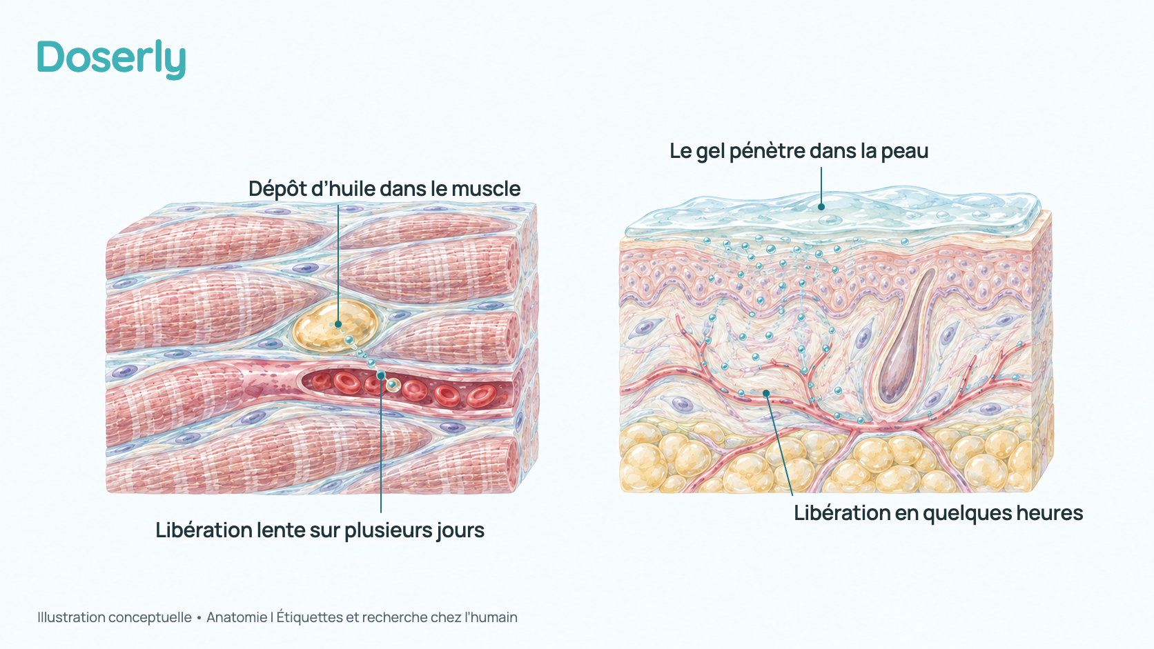 Illustration conceptuelle en deux volets : à gauche, une poche d’huile au sein de fibres musculaires libère lentement l’hormone dans un vaisseau sanguin voisin; à droite, des couches de peau retiennent une mince pellicule de gel qui pénètre dans un réservoir situé au-dessus de petits vaisseaux. C’est un schéma, pas une quantité mesurée.